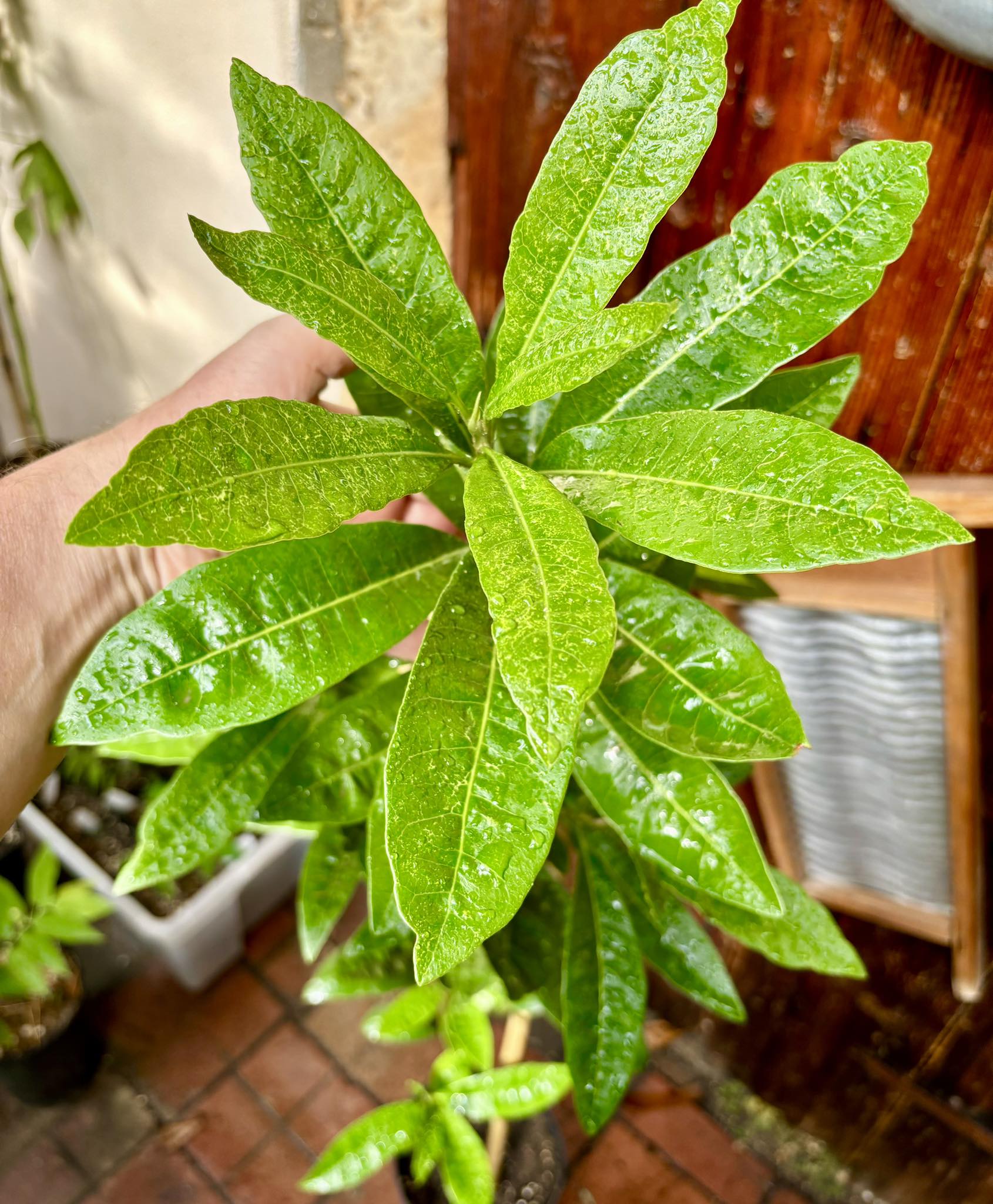 Lucuma (Lucuma bifera) GRAFTED - 1 potted plant / 1 getopfte Pflanze