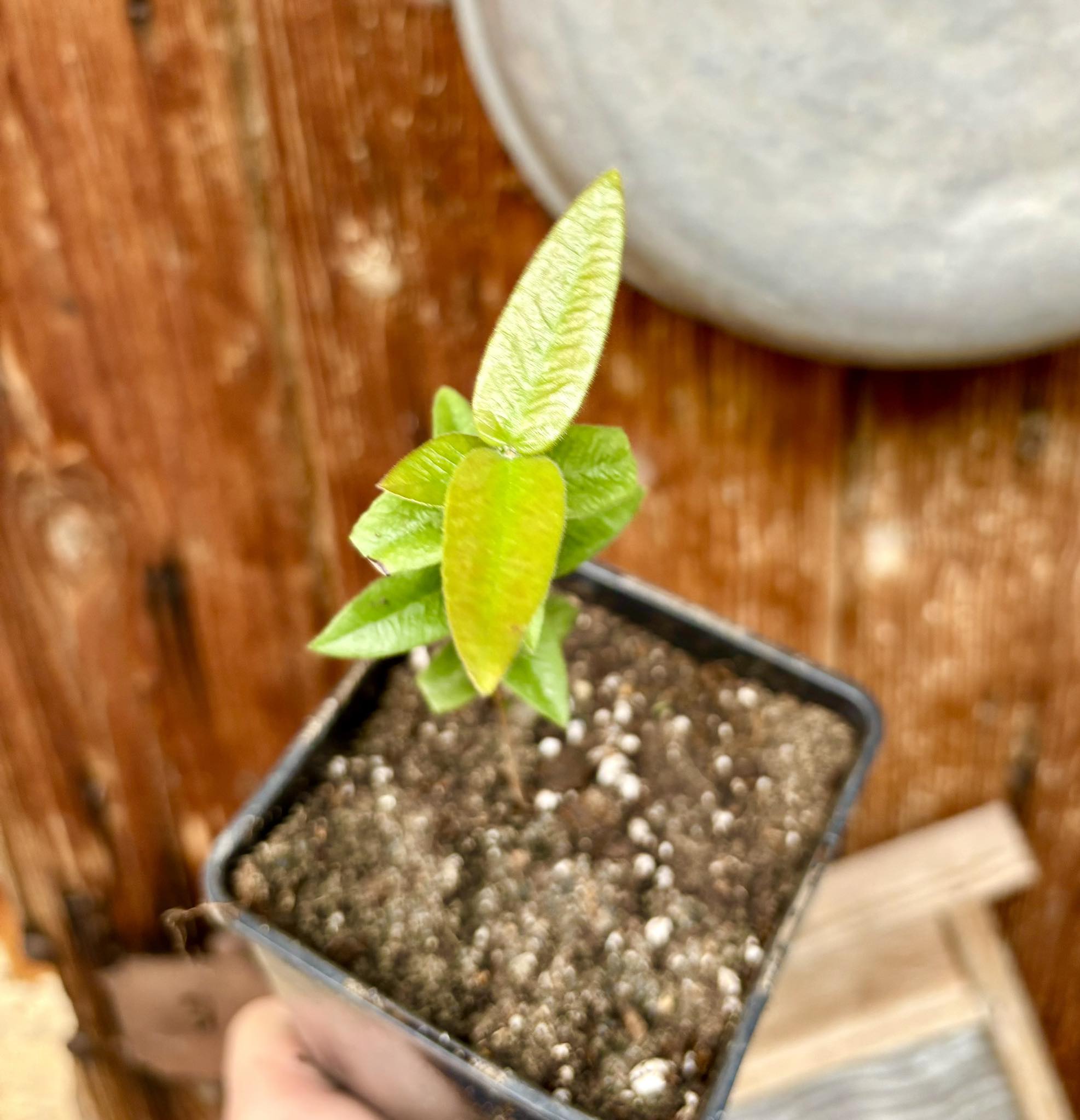 Myrciaria caerulescens Nr. 1 - Roxa - Blue Guaquiea -  1 potted plant  / 1 getopfte Pflanze