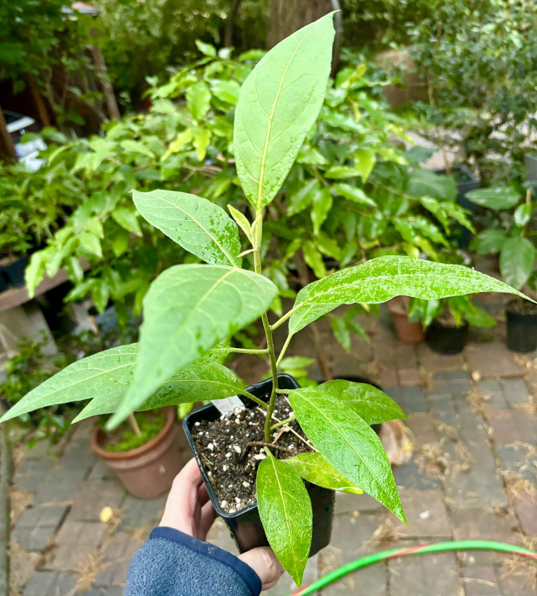 Solanum sp. Mata Escura - 1 potted plant / 1 getopfte Pflanze