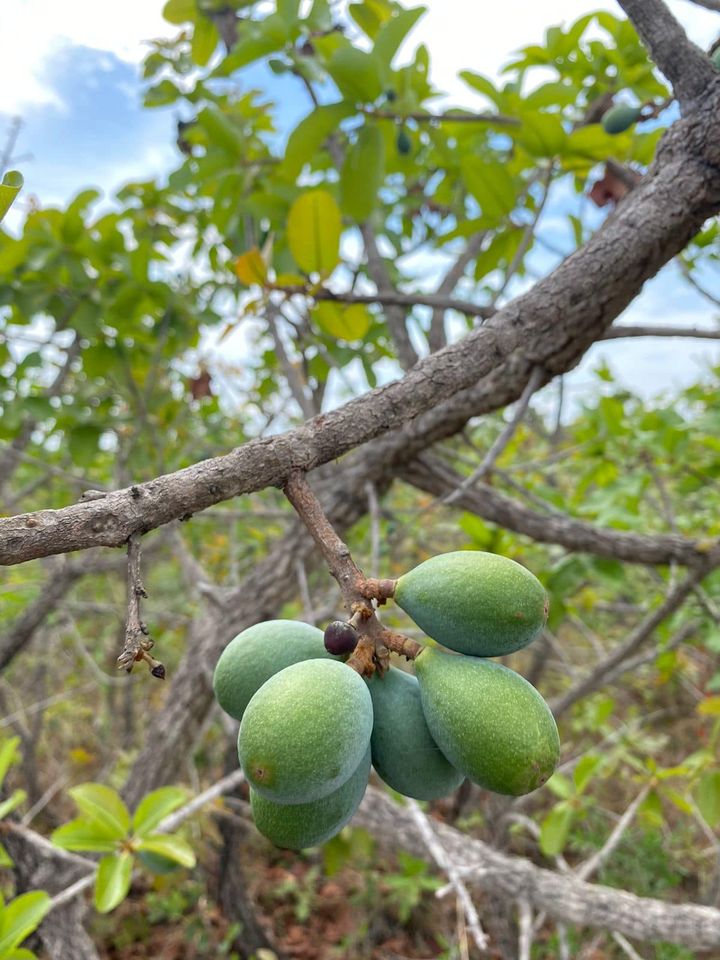 Curriola (Pouteria ramiflora) fresh seed / frischer Samen