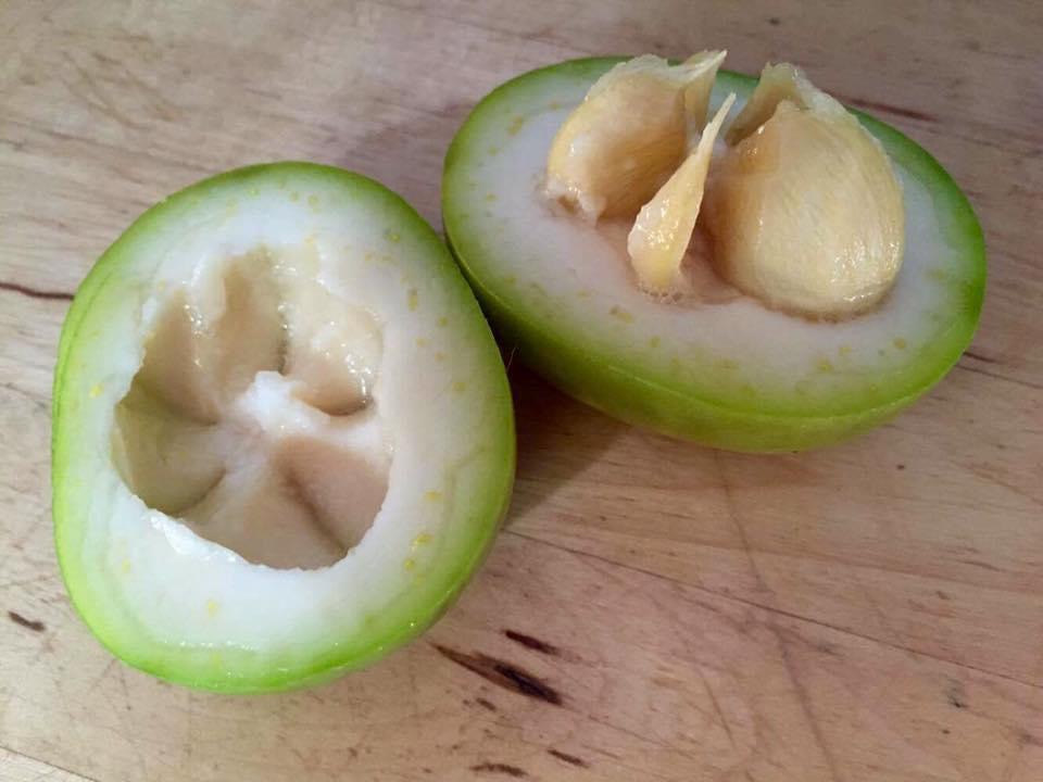 White Sapote (Casimiroa edulis) - 1 fresh seed / 1 frischer Samen