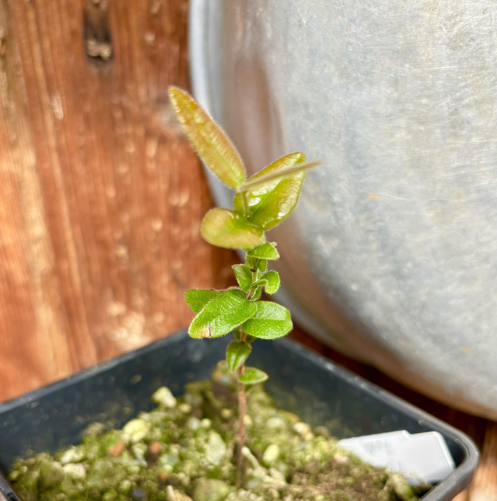 Myrciaria caerulescens - Roxa - Blue Guaquiea -  1 potted plant  / 1 getopfte Pflanze