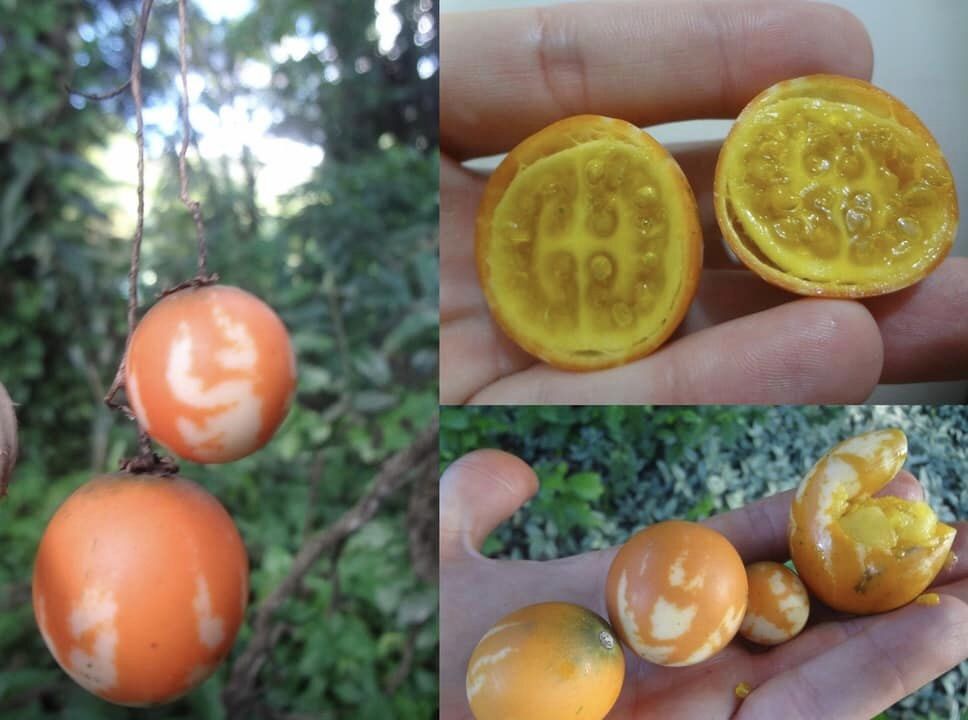 Solanum alternatopinnatum - Juquirioba - 5 fresh seeds / 5 frische Samen