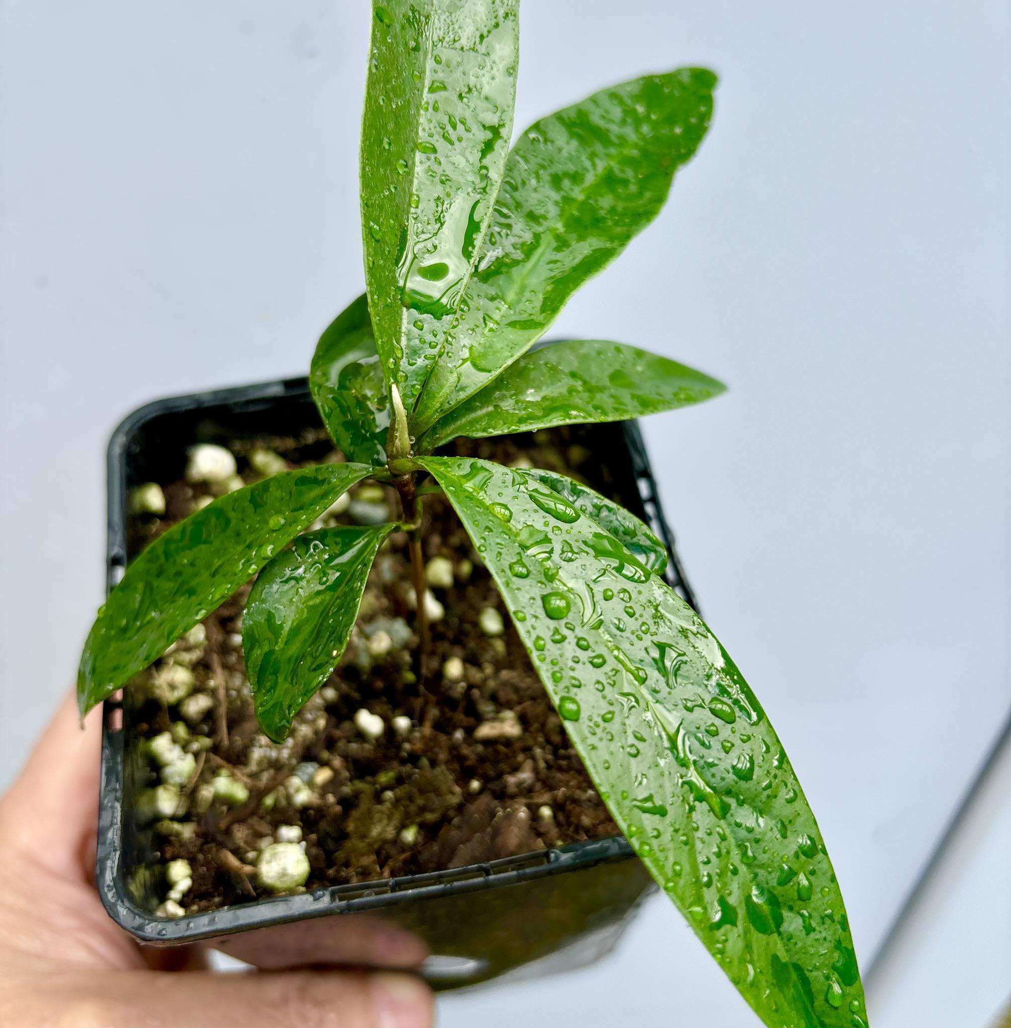 Chrysophyllum lucentifolium - 1 potted plant / 1 getopfte Pflanze 