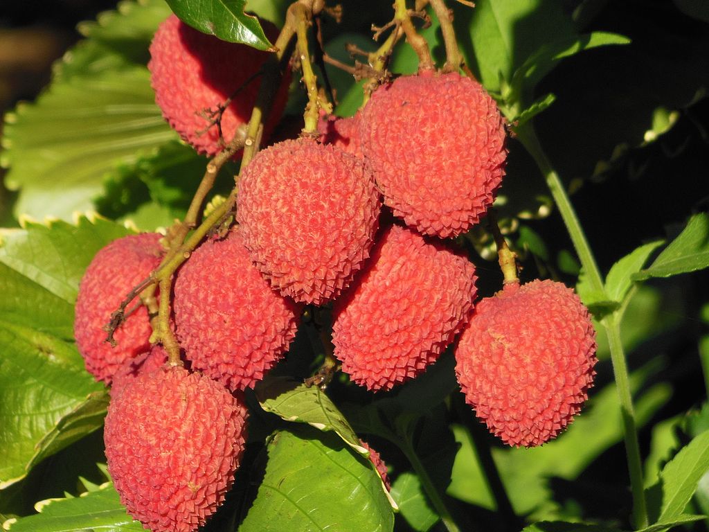 Litchi (Litchi chinensis) - 1 potted plant / 1 getopfte Pflanze