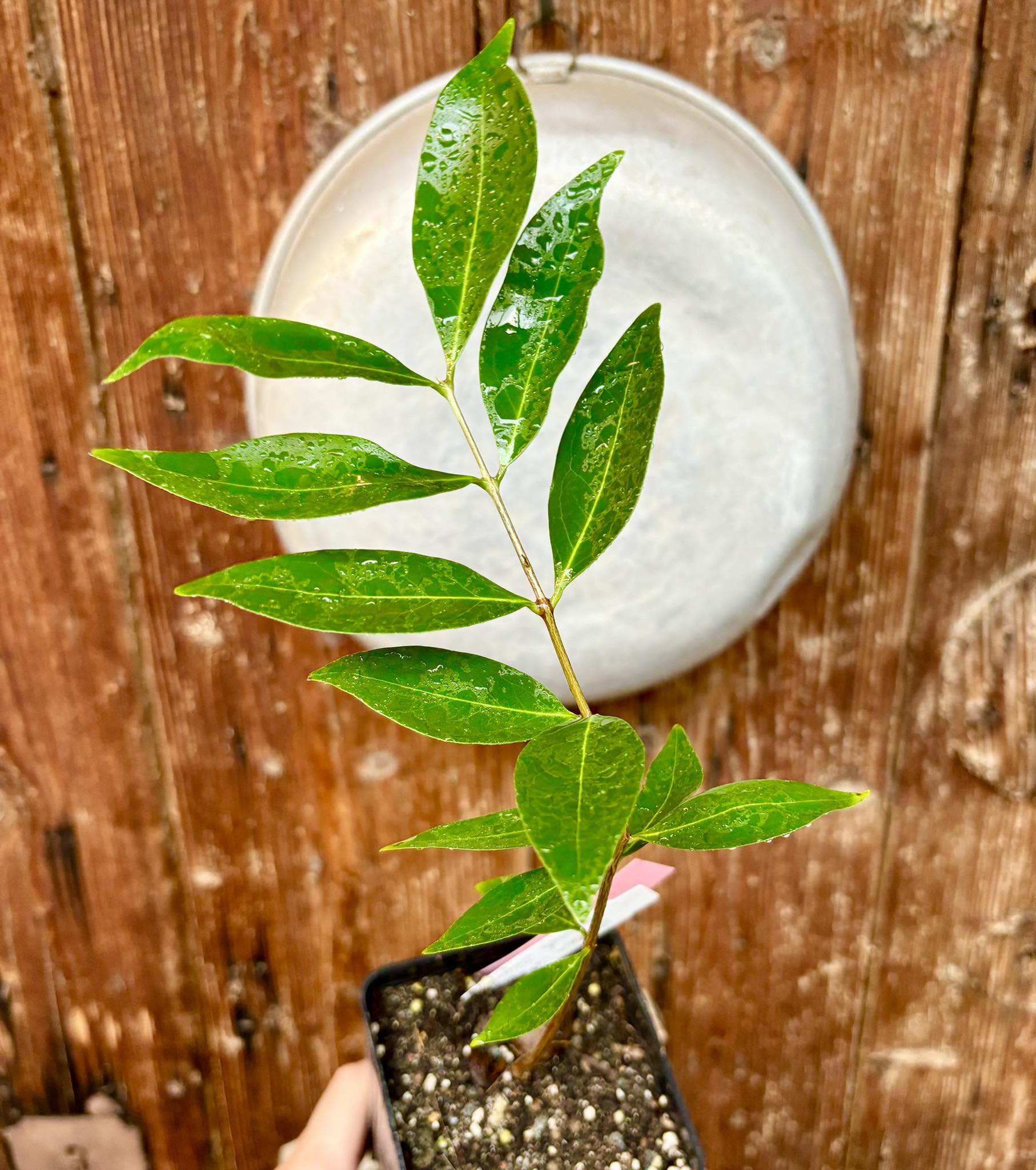 Eugenia sp Chapada Diamantina - 1 potted plant / 1 getopfte Pflanze