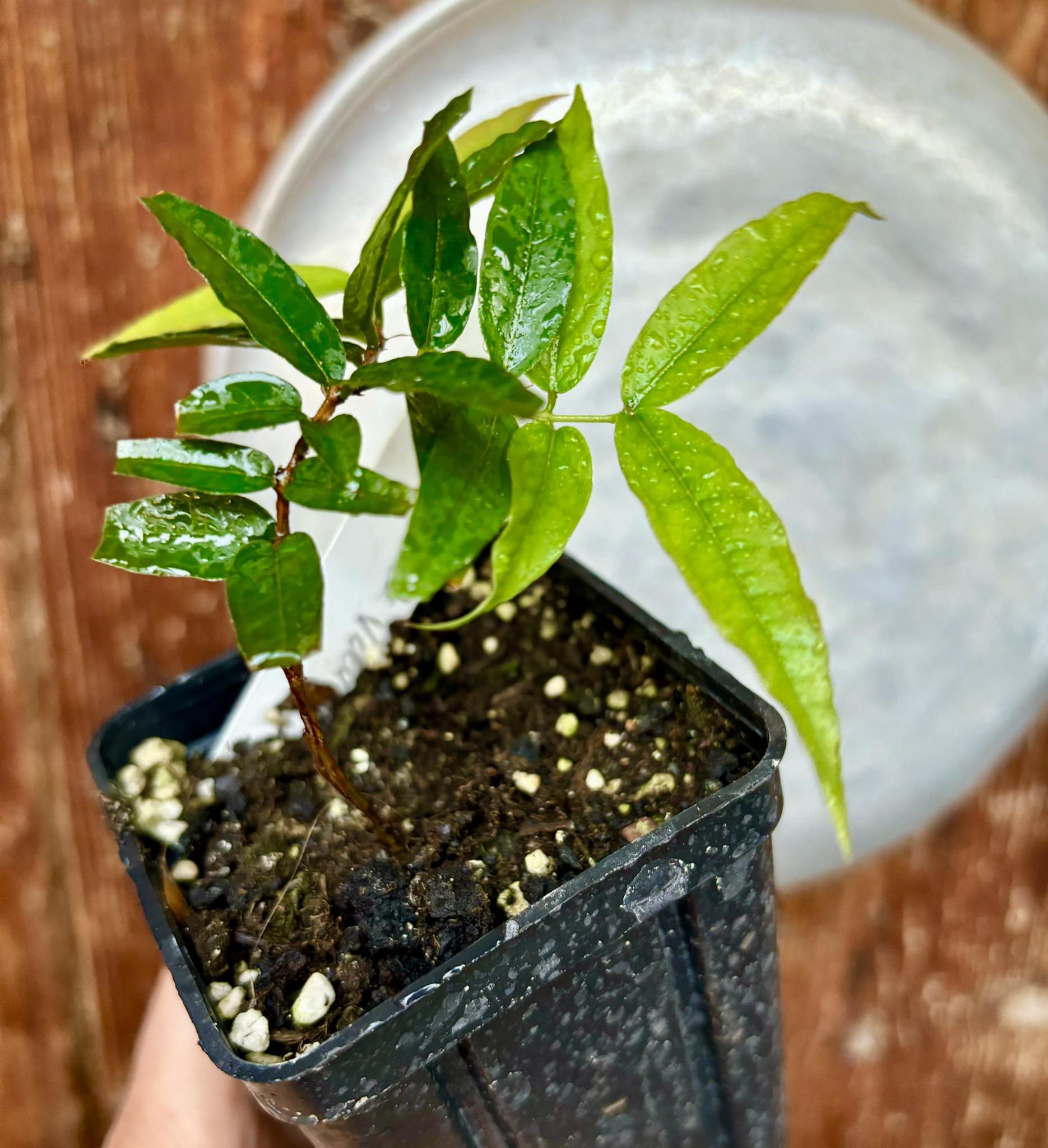 Plinia sp. Black Velvet -  1 potted plant / 1 getopfte Pflanze