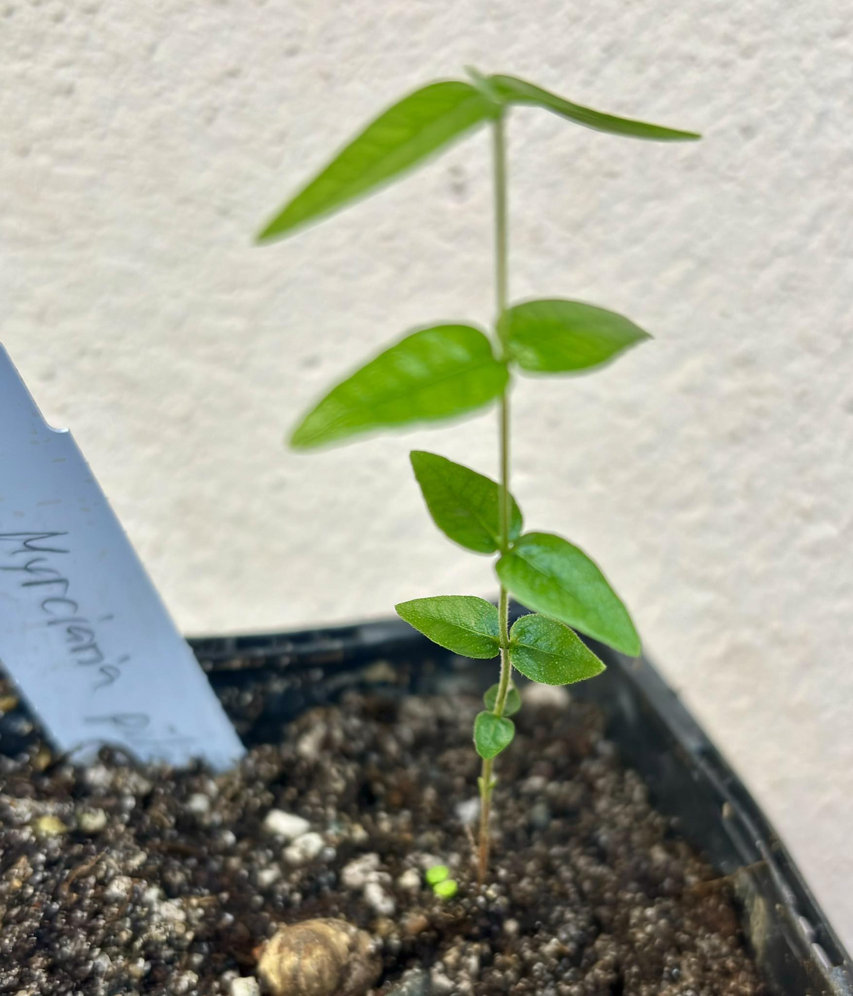 Myrciaria pilosa -  1 small potted seedling  / 1 kleiner getopfter Sämling