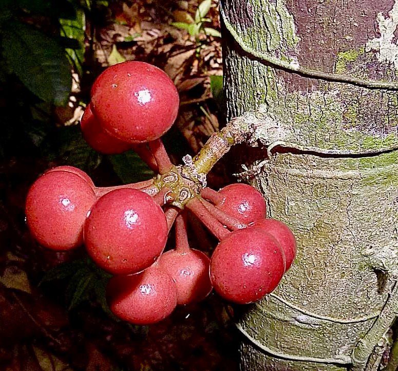 Pseudoxandra bahiensis - 1 germinated seed / 1 germinated seed