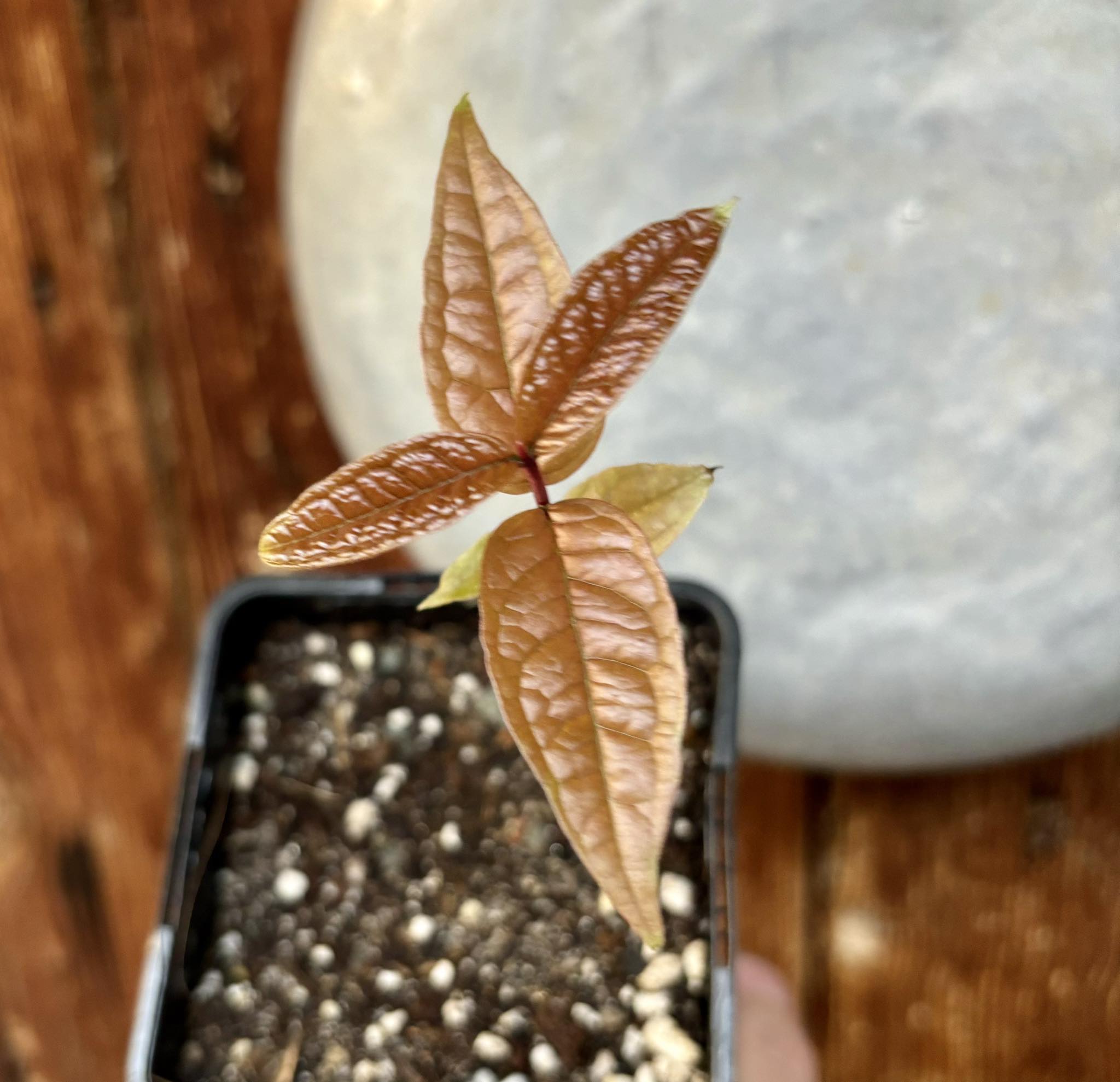 Eugenia leitonii - 1 pottet plant / 1 getopfte Pflanze