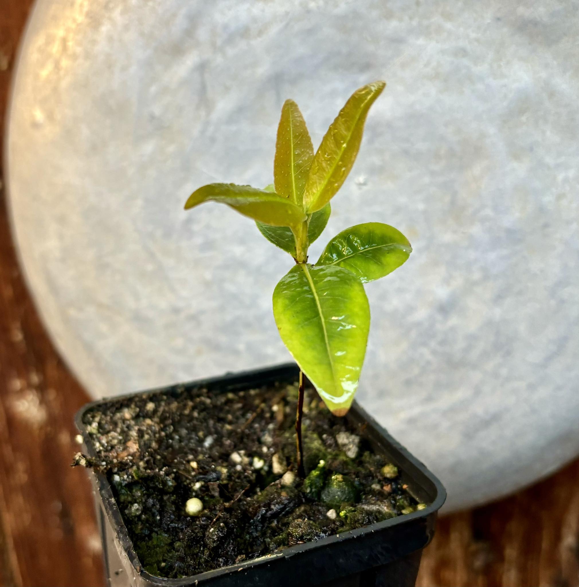 Cagaita (Eugenia dysenterica) - 1 potted plant / 1 getopfte Pflanze