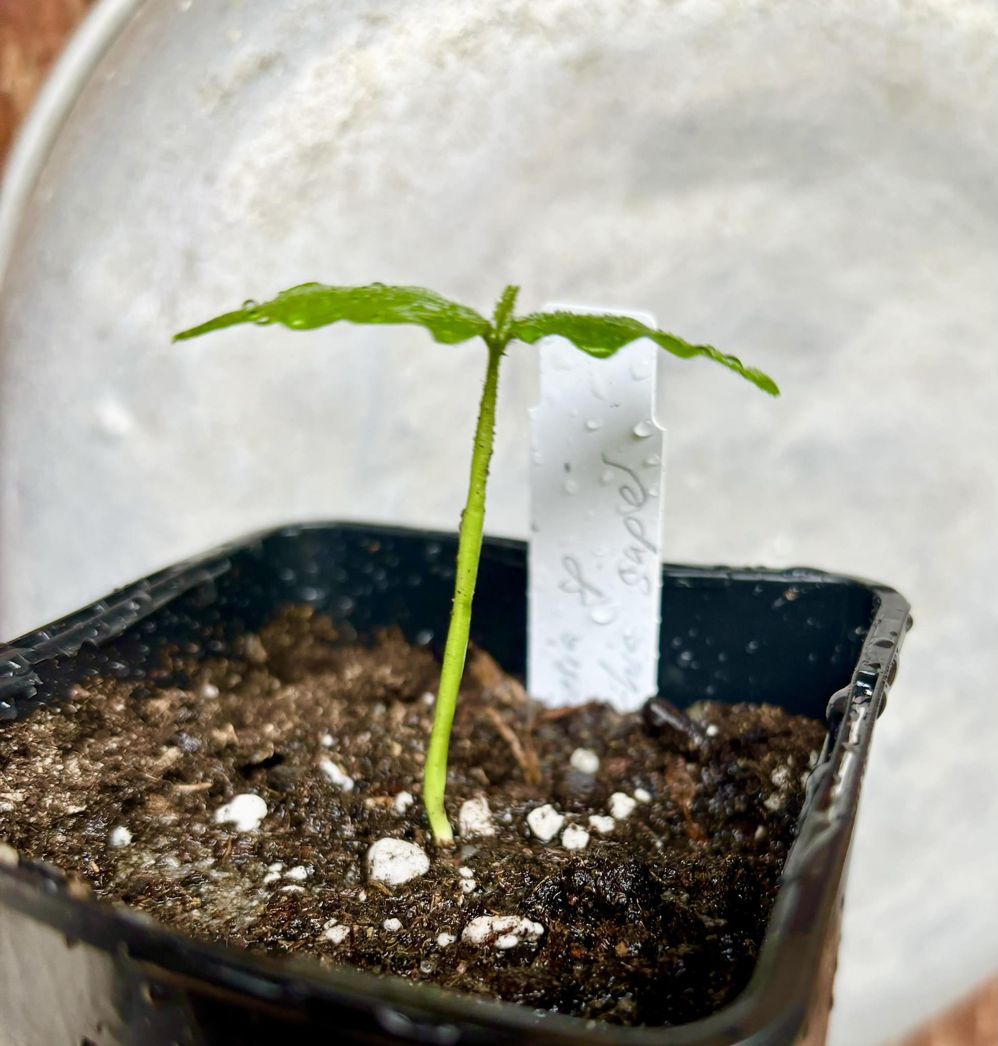 Campomanesia sp Sul da Bahia Super - 1 small potted seedling / 1 kleiner, getopfter Sämling