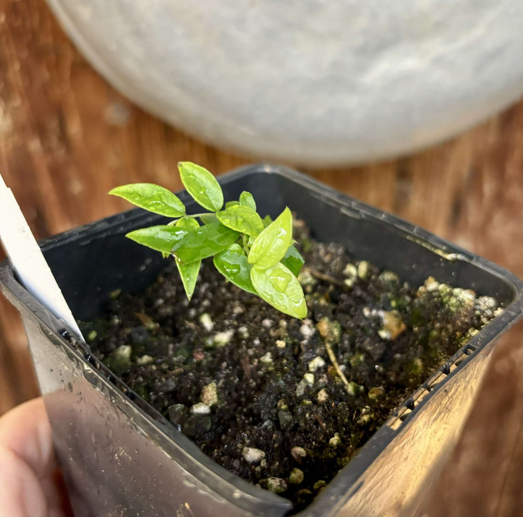 Plinia sp. Serrena Argentina -  1 small, potted plant / 1 kleine, getopfte Pflanze