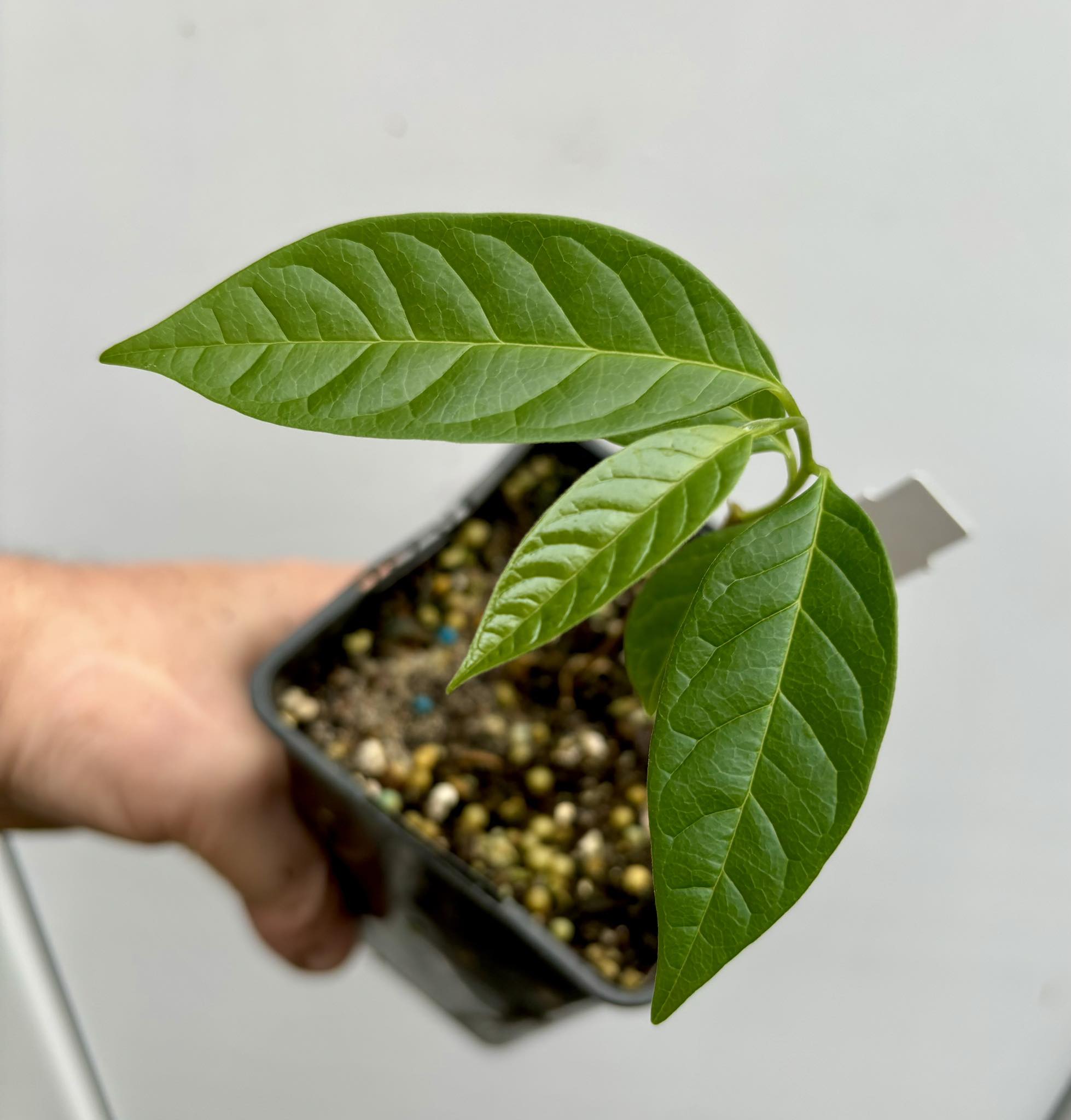 Annona reticulata big pink-red variety - 1 potted plant / 1 getopfte Pflanze