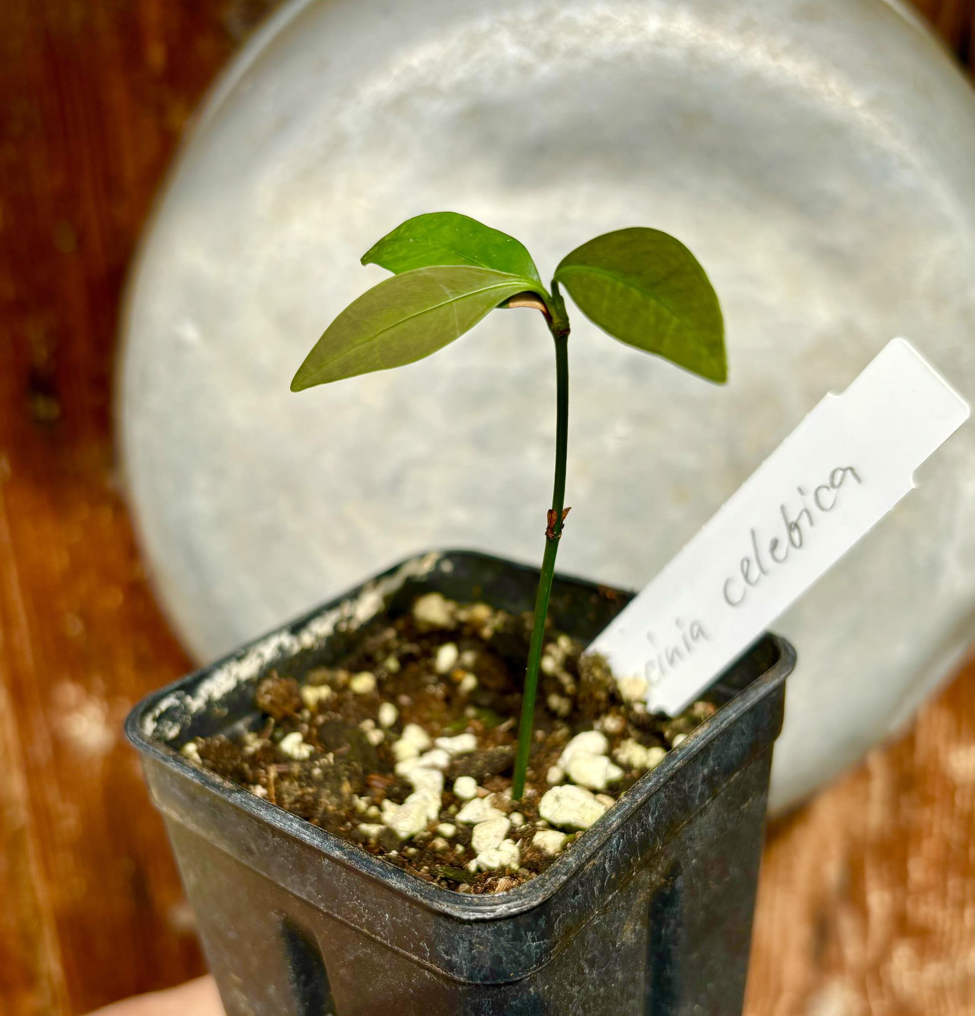 Wild Mangosteen (Garcinia celebica) - 1 potted plant / 1 getopfte Pflanze