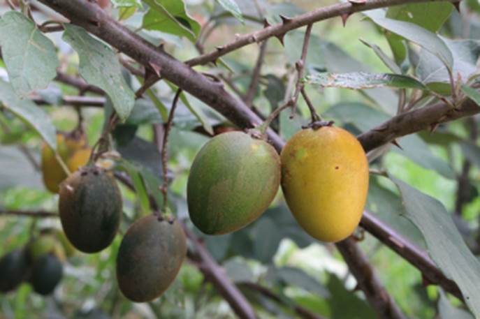 JUÁ-JUBA-AÇÚ - Solanum leucocarpon - 3 fresh seeds / 3 frische Samen