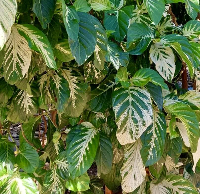 Noni Variegated (Morinda citrifolia) - 4 fresh seeds / 4 frische Samen