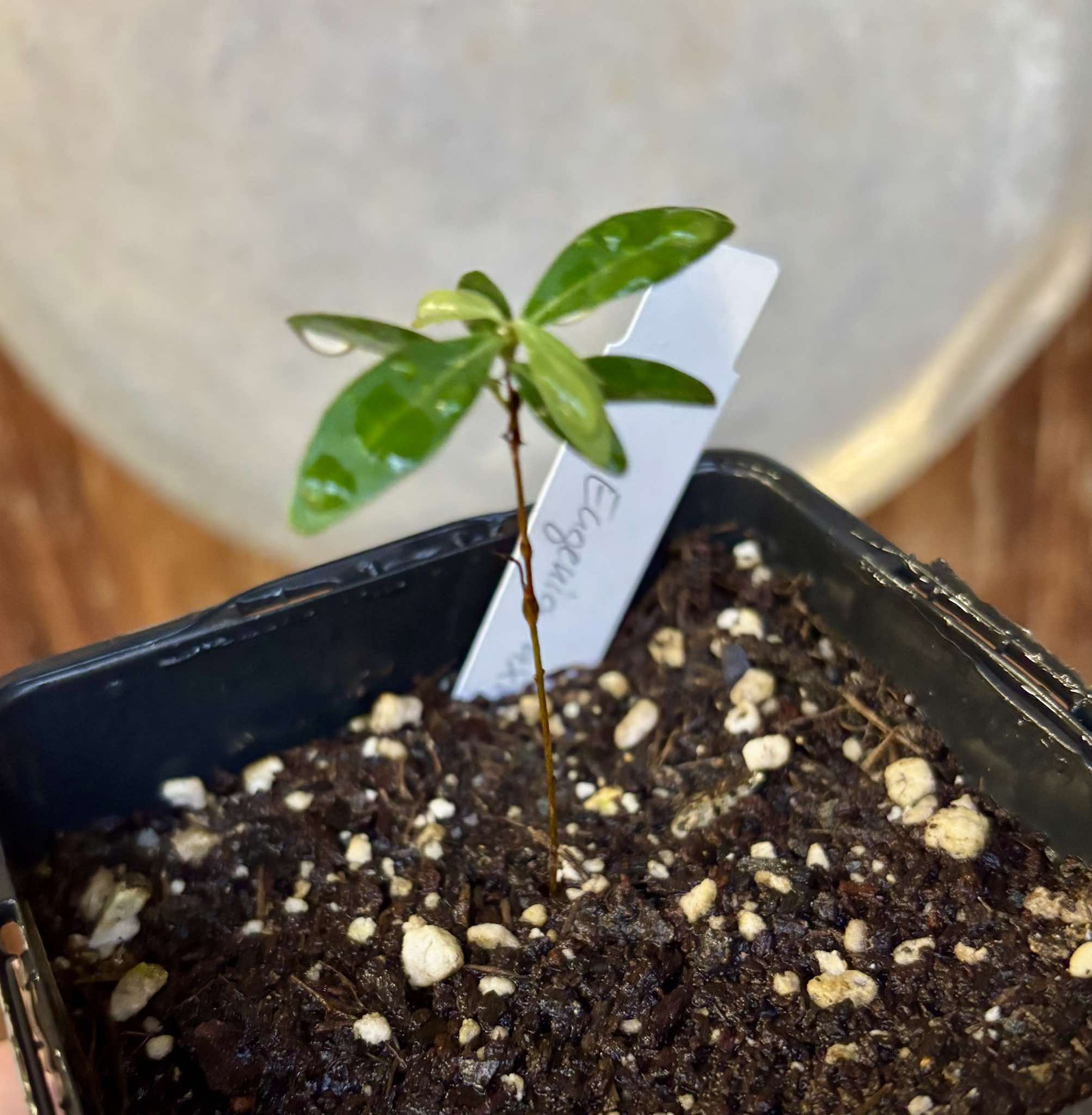  Eugenia axillaris  - White Stopper - 1 small potted seedling / 1 kleiner, getopfter Sämling