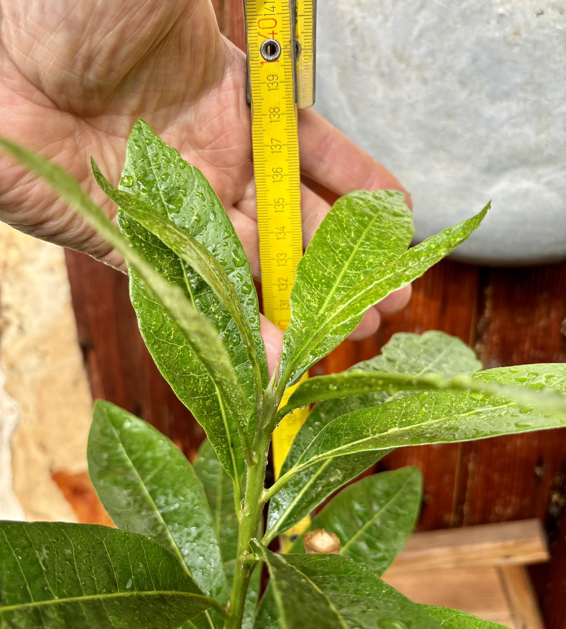 Lucuma (Lucuma bifera) GRAFTED - 1 potted plant / 1 getopfte Pflanze