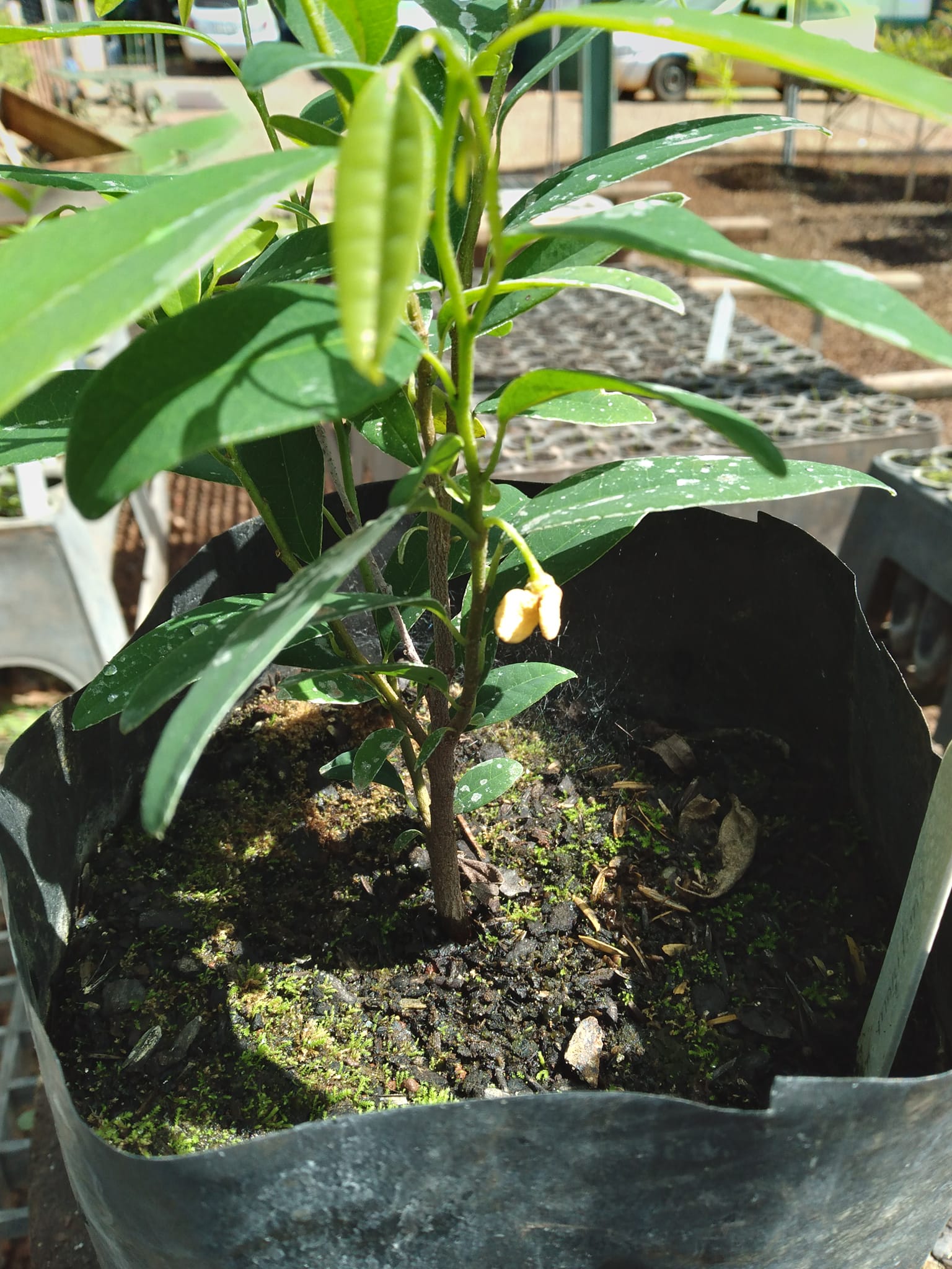 Annona maritima - 1 fresh seed / 1 frischer Samen