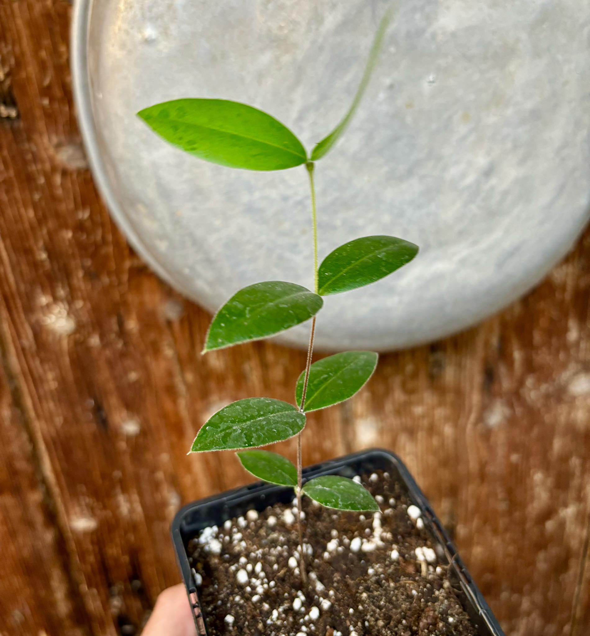 Myrcianthes pungens - Guabiju - 1 potted plant / 1 getopfte Pflanze