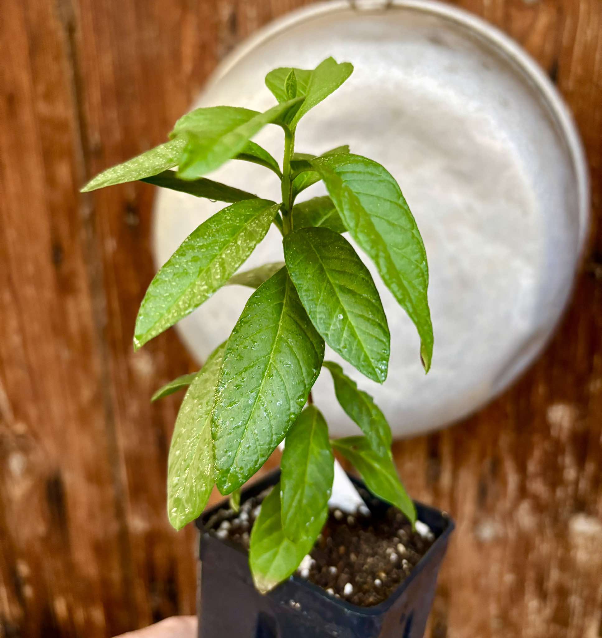 Psidium guajava - Peach - 1 potted plant / 1 getopfte Pflanze 