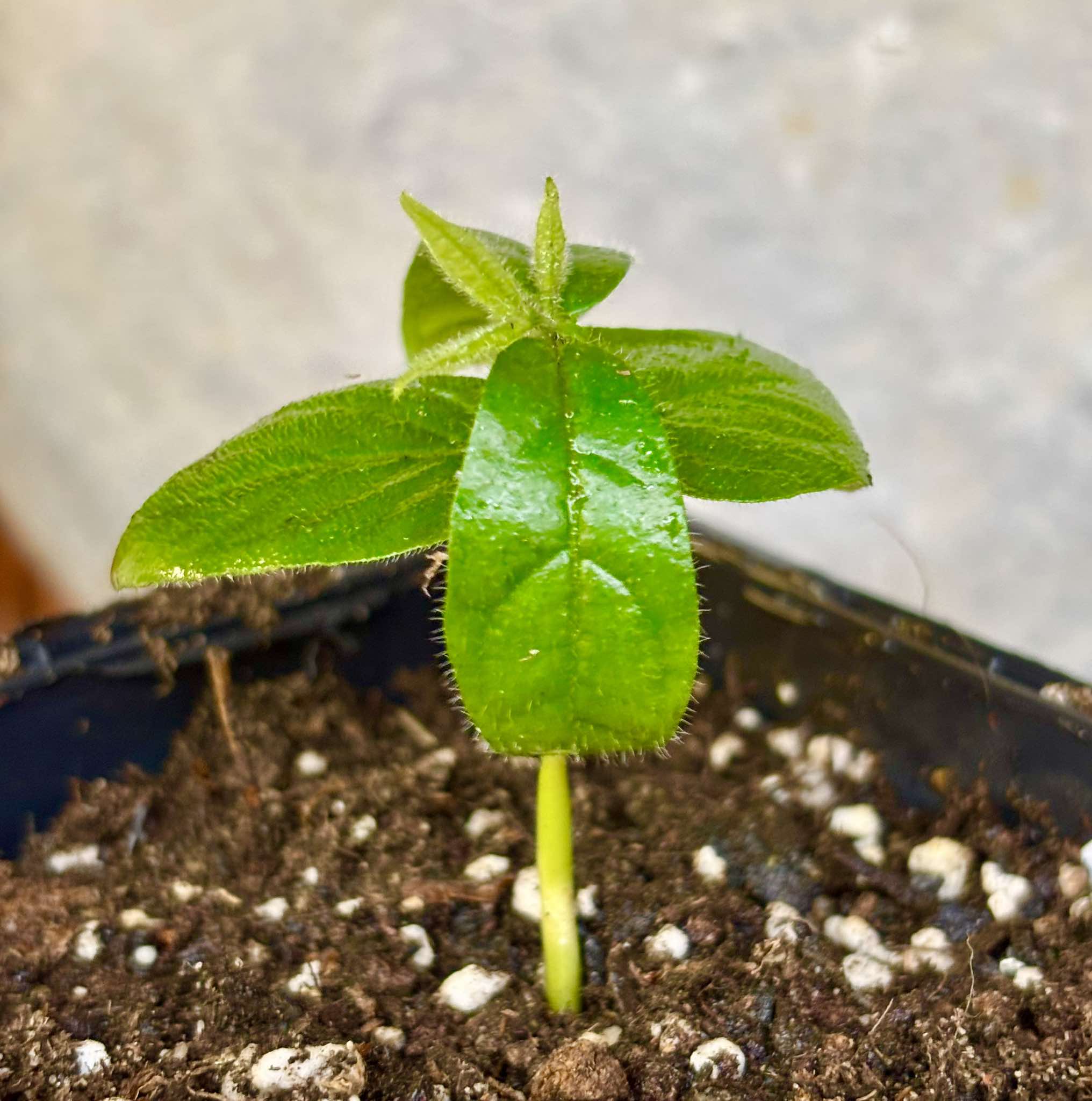 Campomanesia sp Sul da Bahia Super - 1 small potted seedling / 1 kleiner, getopfter Sämling