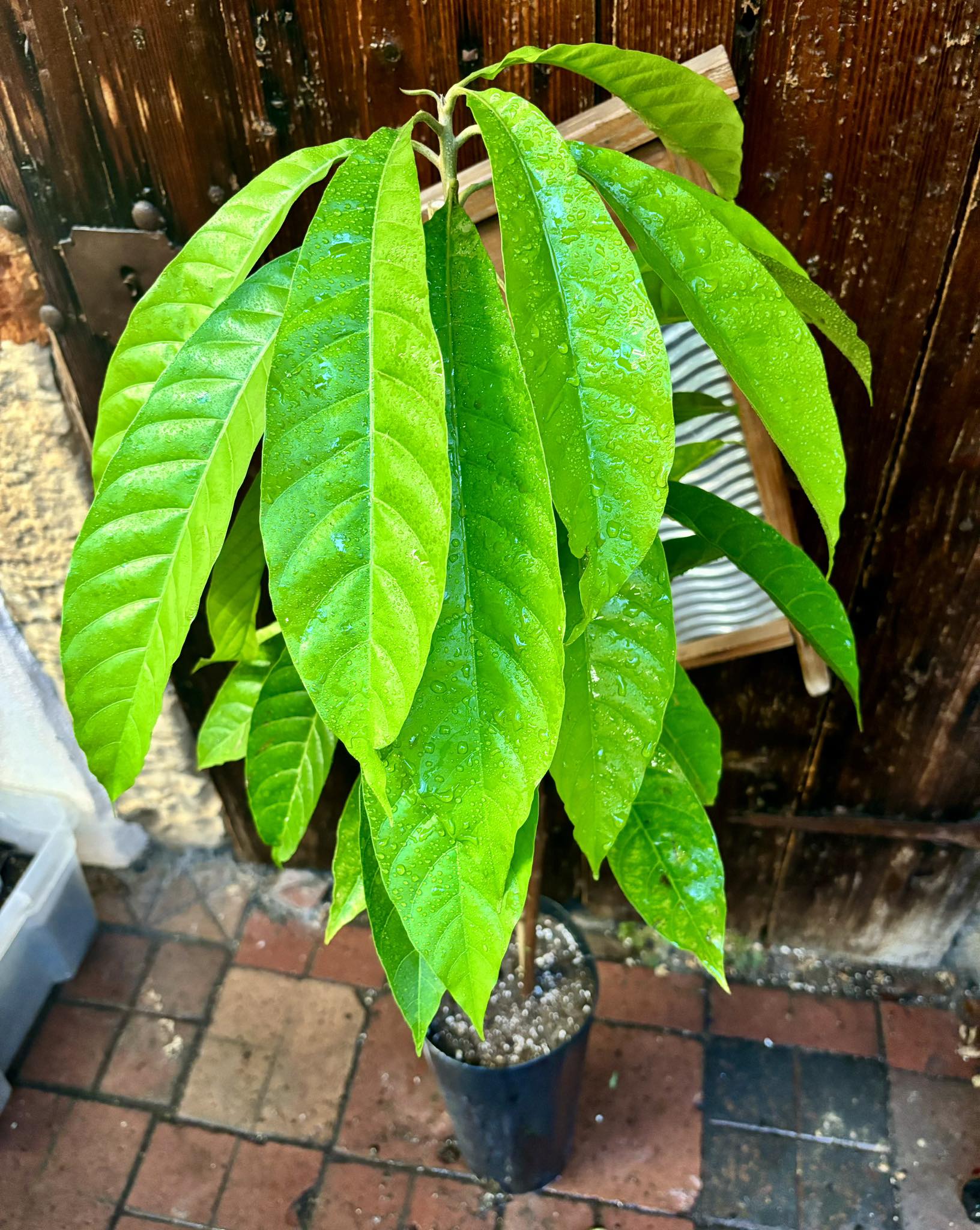 Canistel - grafted (Lucuma campechiana) - 1 potted plant / 1 getopfte Pflanze - veredelt