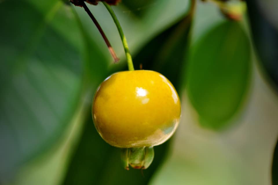 Yellow Grumixama (Eugenia brasiliensis var. leucocarpa) - 1 germinated seed / 1 gekeimter Samen