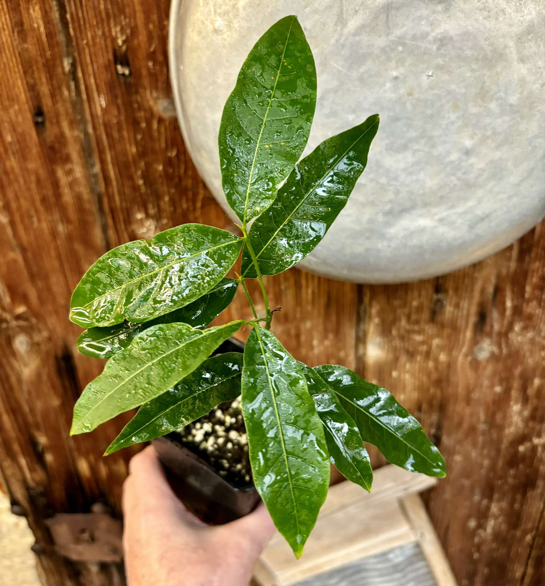 Talisia esculenta - Pitomba do Nordeste - 1 potted seedling / 1 getopfter Sämling