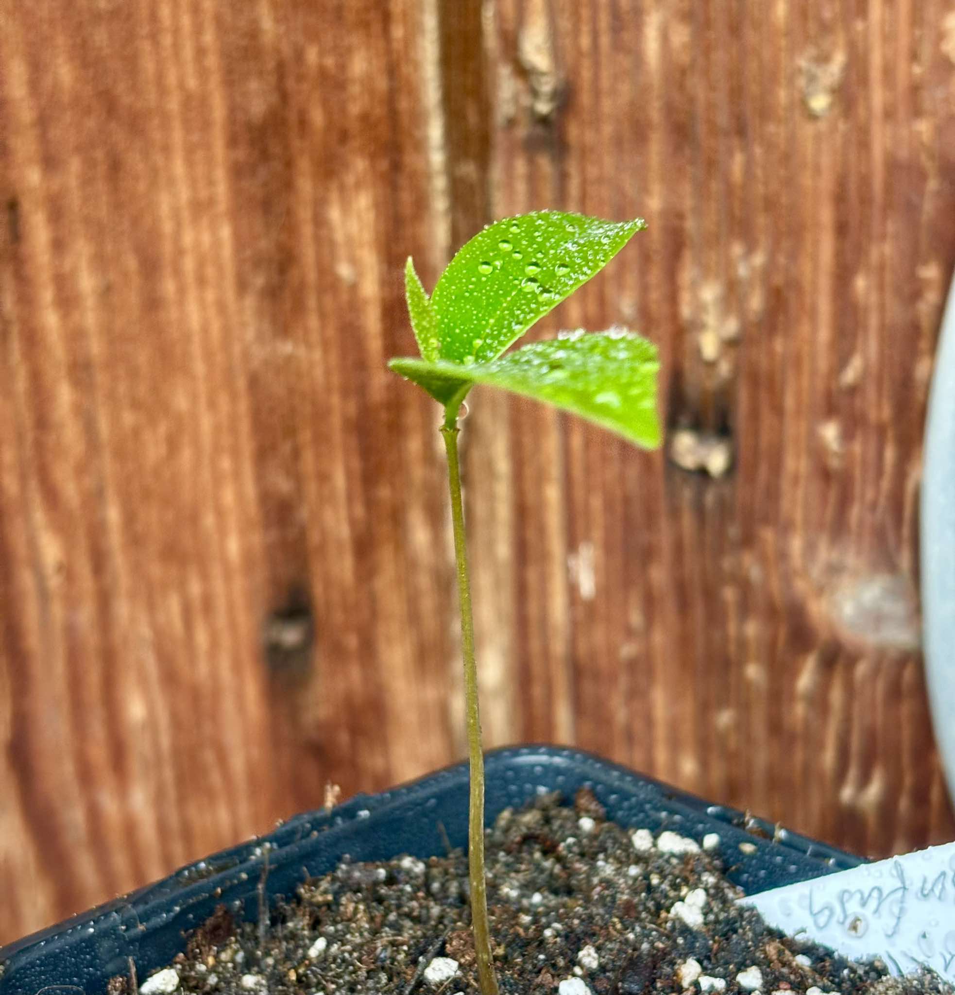 Duguetia confusa - 1 small potted seedling / 1 kleiner, getopfter Sämling