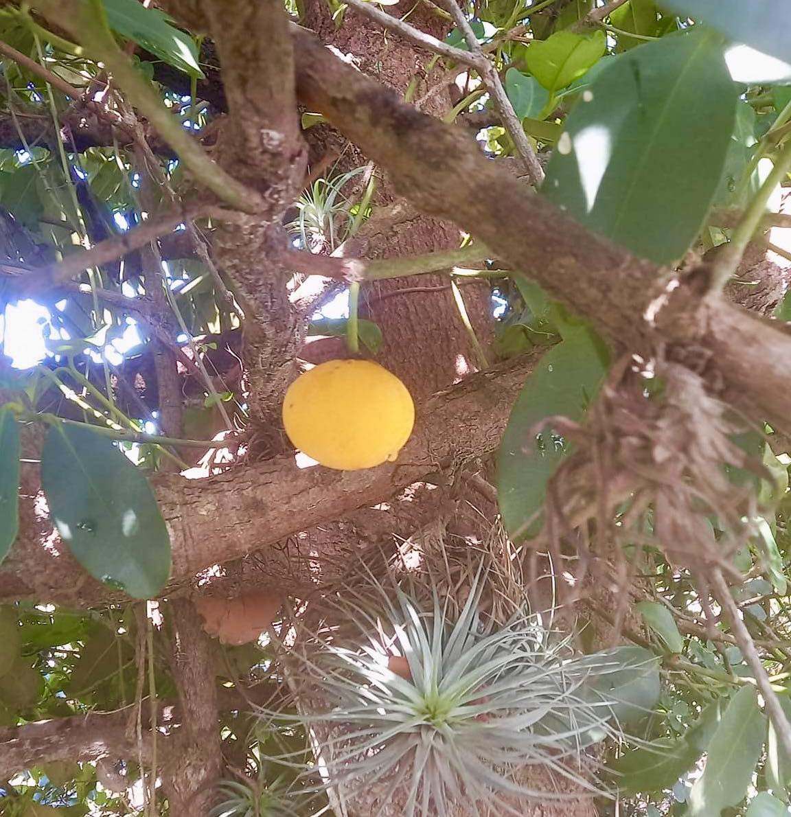 Cherapú Brasileiro  - Garcinia sp. -   1 potted plant / 1 getopfte Pflanze