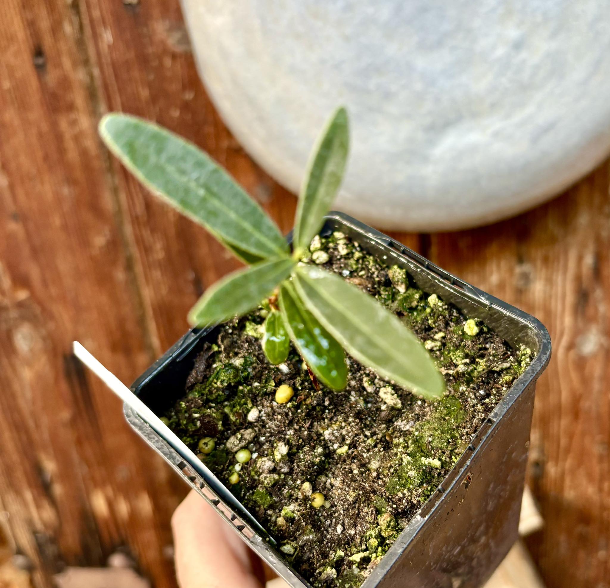 CEREJINHA DE JAGUARIÚNA - Eugenia punicifolia var. Oncas Doce - 1 potted plant / 1 getopfte Pflanze