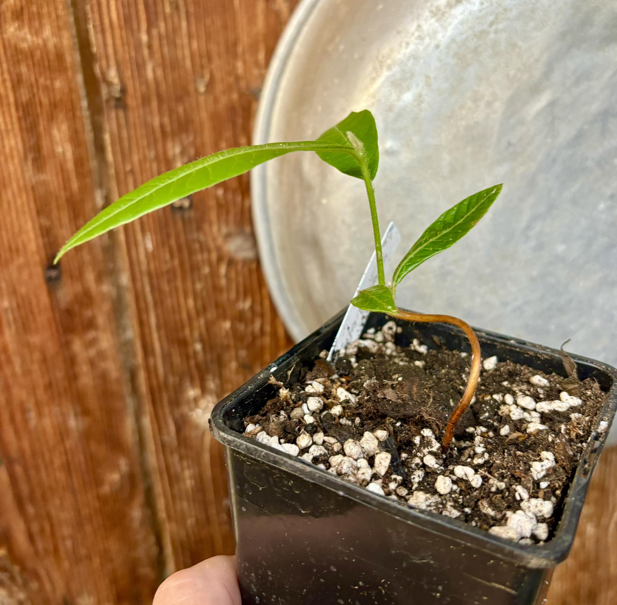 Pouteria torta subsp. torta - Abiu pilosa - 1 potted plant / 1 getopfte Pflanze