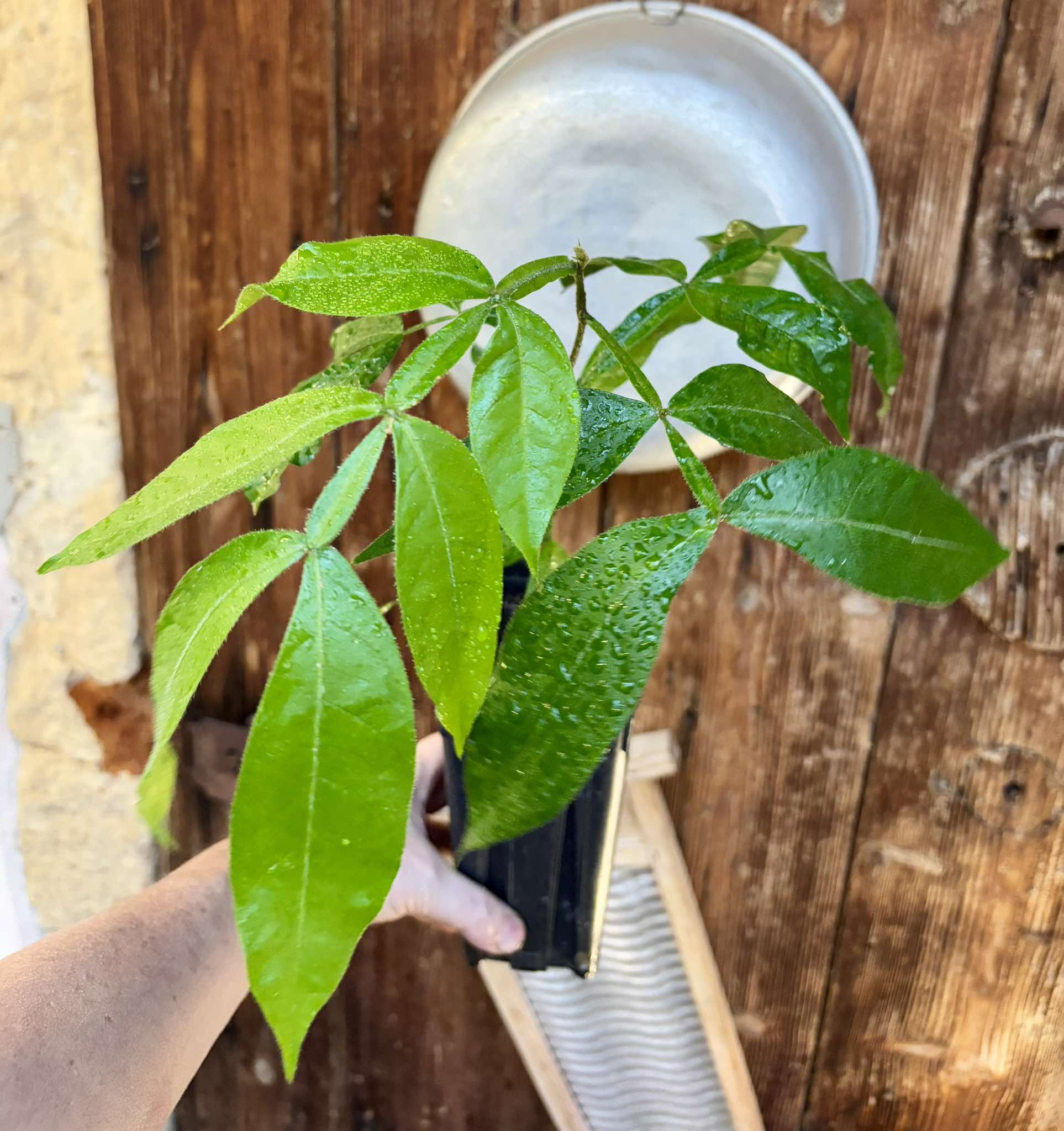 Inga feuilleei - Pacay Ice Cream Bean - 1 potted plant / 1 getopfte Pflanze