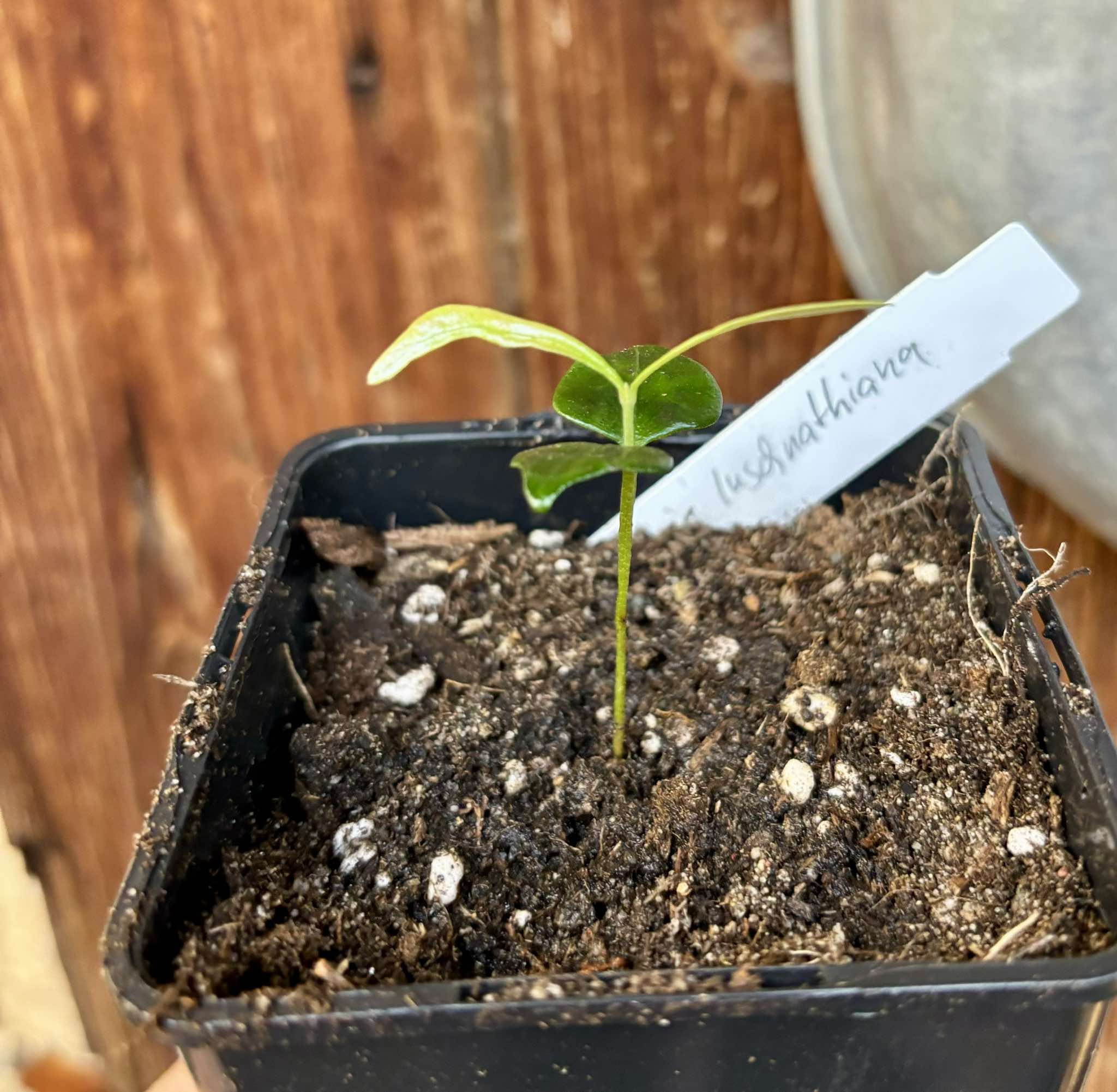 Myrcia luschnathiana -  1 small potted seedling / 1 kleiner, getopfter Sämling