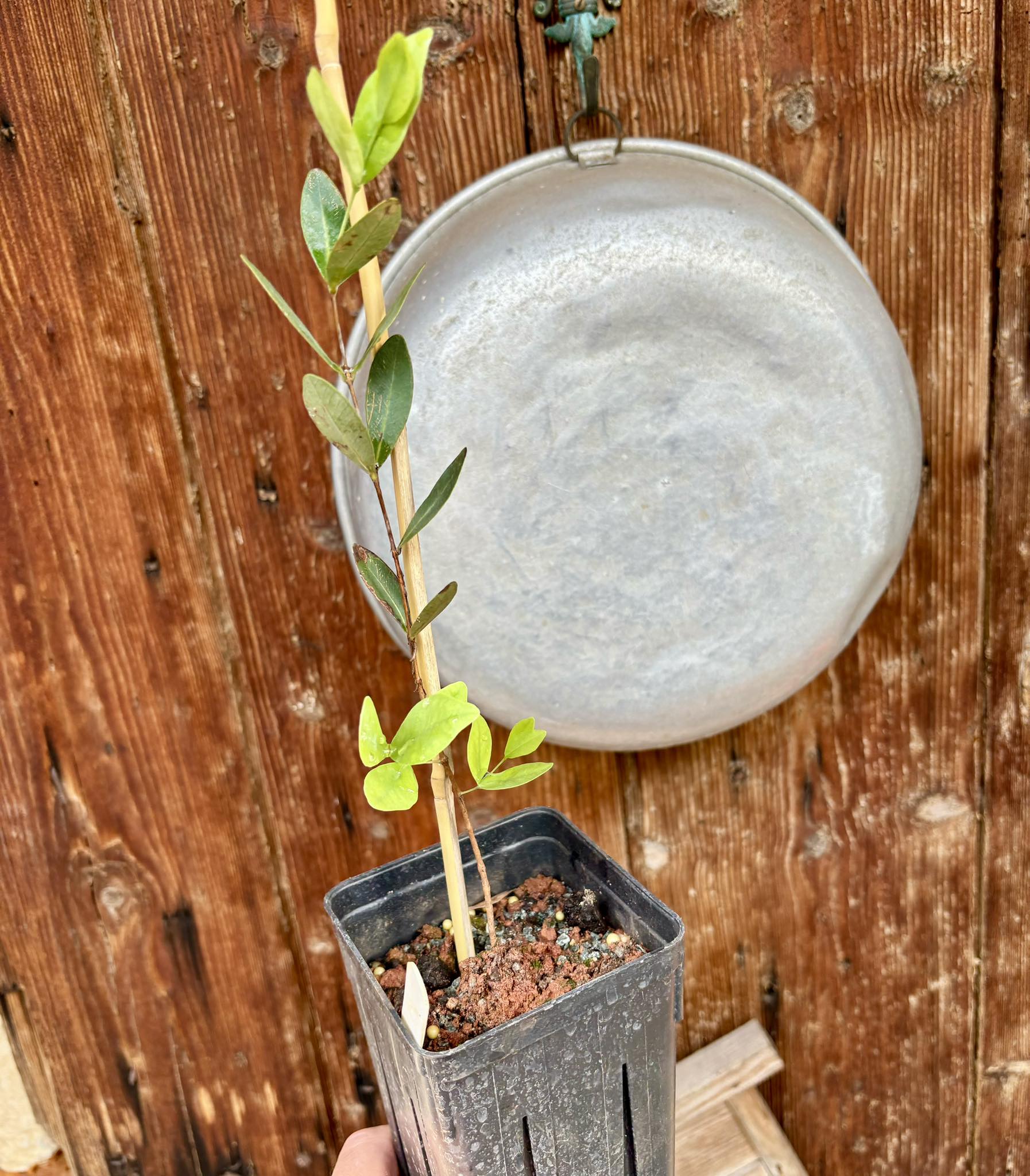 Pitanguinha azul - 1 potted plant / 1 getopfte Pflanze