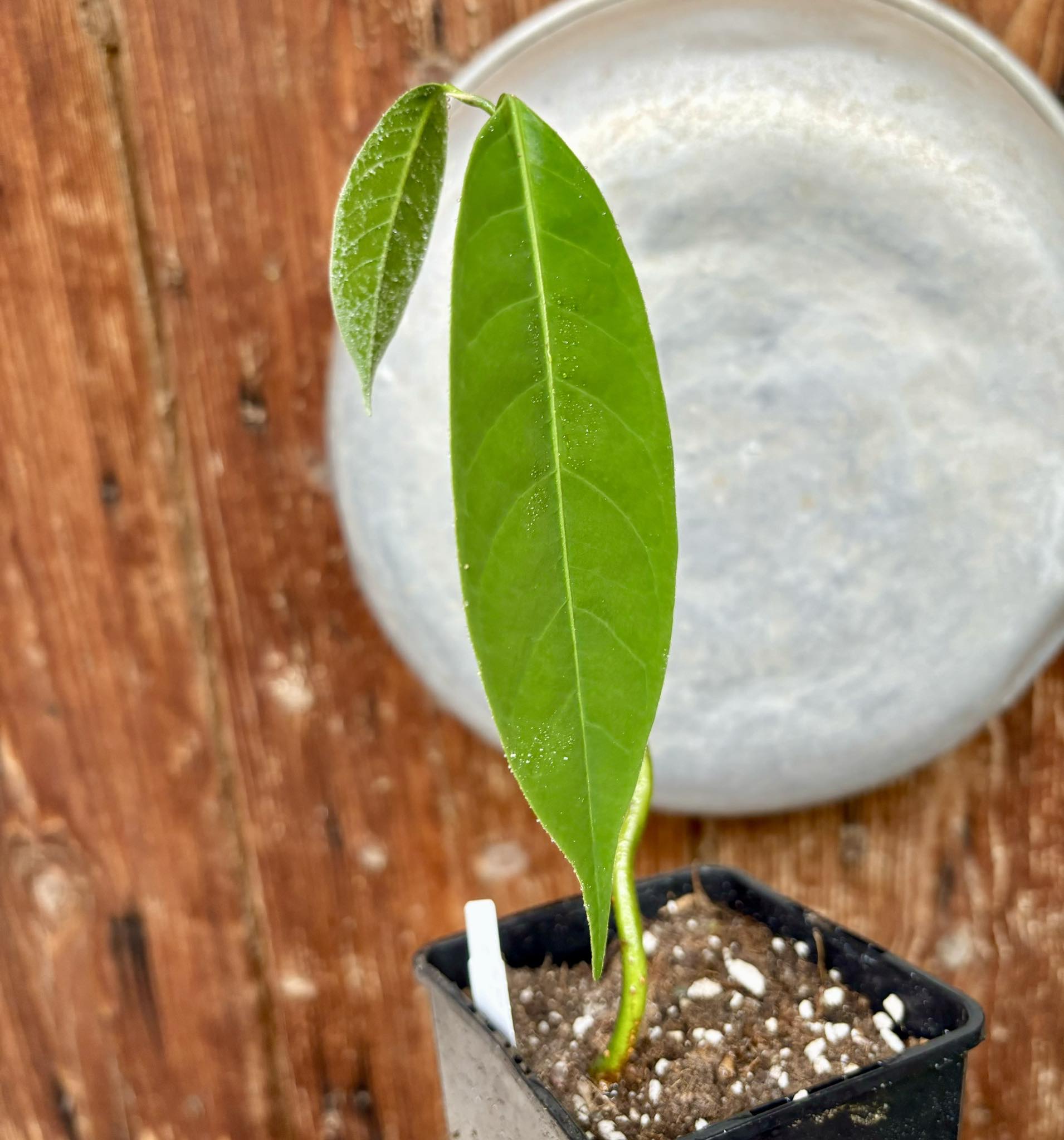 Wild Nutmeg (Myristica iners) - 1 potted plant / 1 getopfte Pflanze 