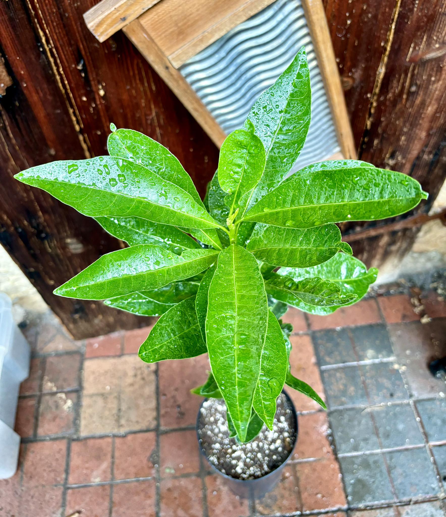 Lucuma (Lucuma bifera) - 1 potted plant / 1 getopfte Pflanze