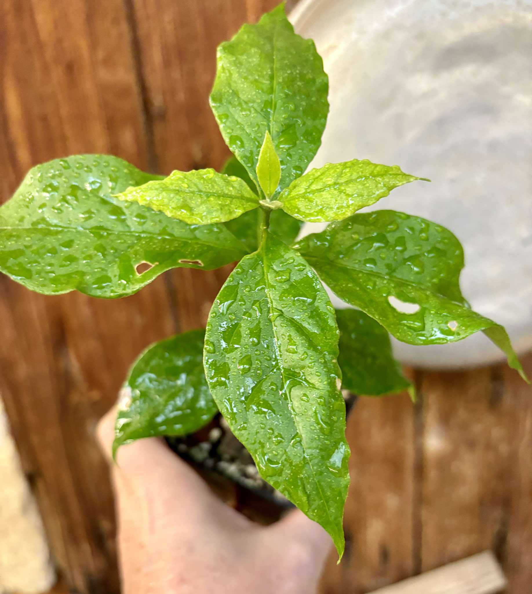 Peanutbutter Fruit (Bunchosia glandulifera) - 1 potted plant / 1 getopfte Pflanze