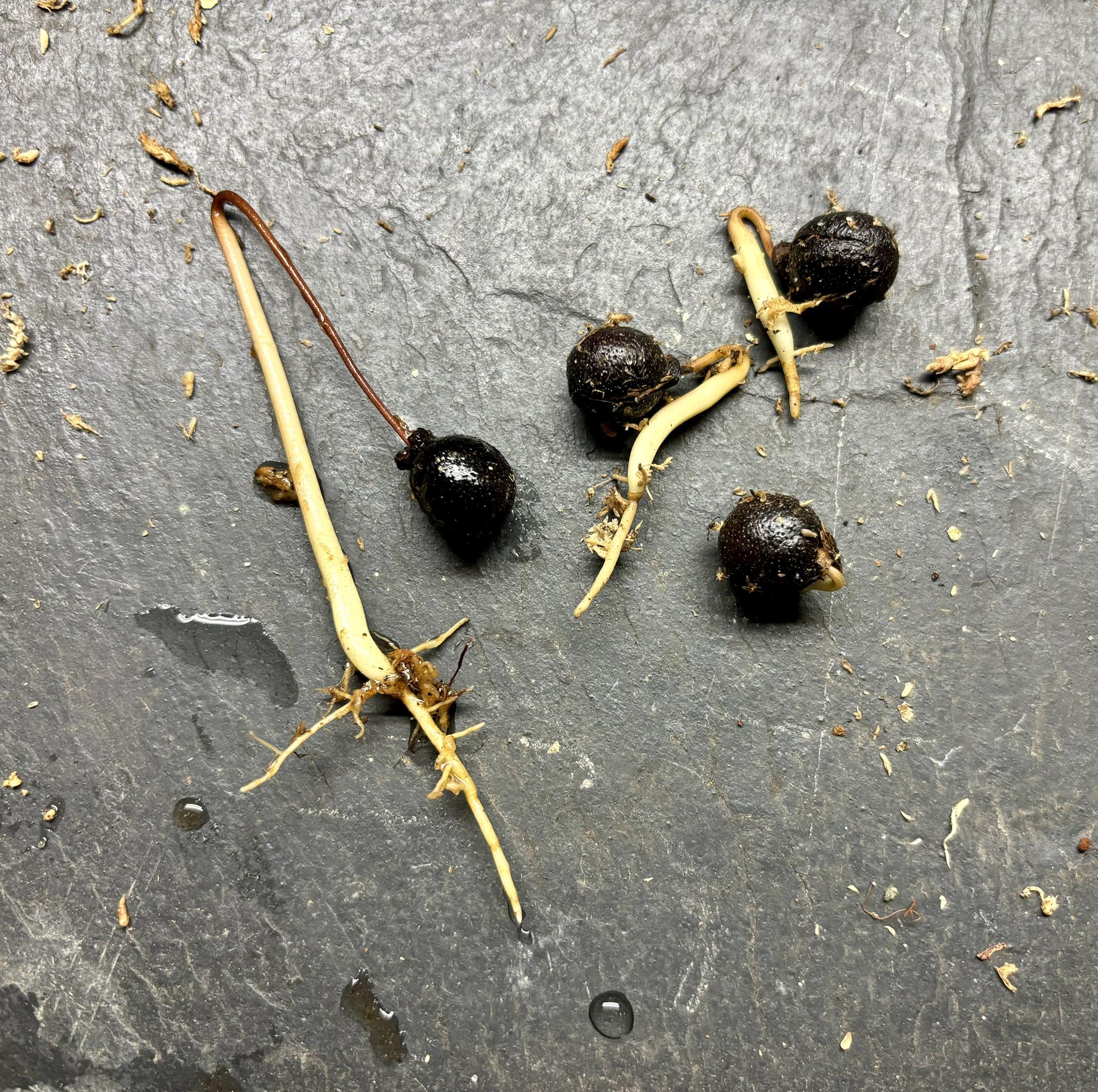 Pseudoxandra bahiensis - 1 germinated seed / 1 germinated seed