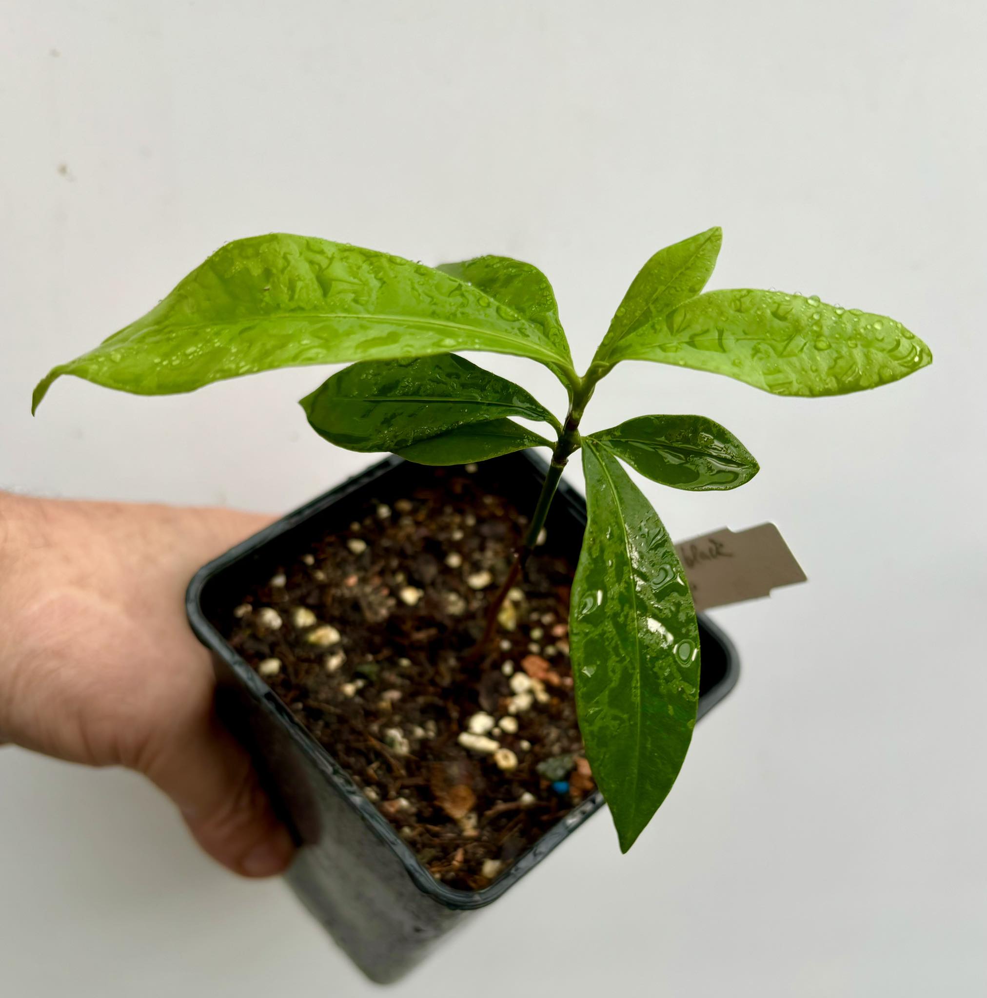 Massaranduba preta - black (Manilkara sp) 1 potted plant /1 getopfte Pflanze