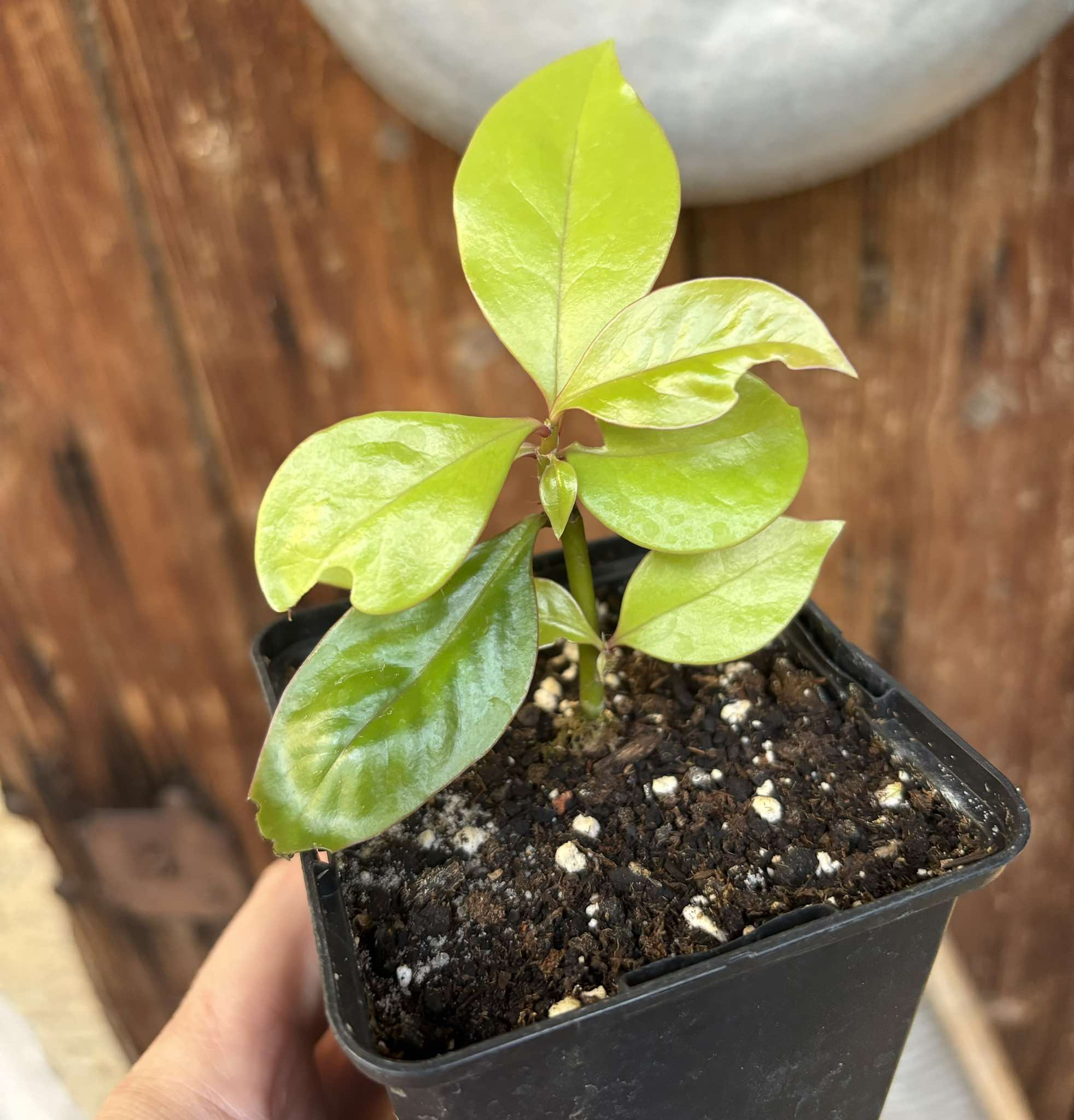 Barbados Gooseberry Nr. 2 - Pereskia aculeata var. godseffiana - 1 potted plant / 1 getopfte Pflanze