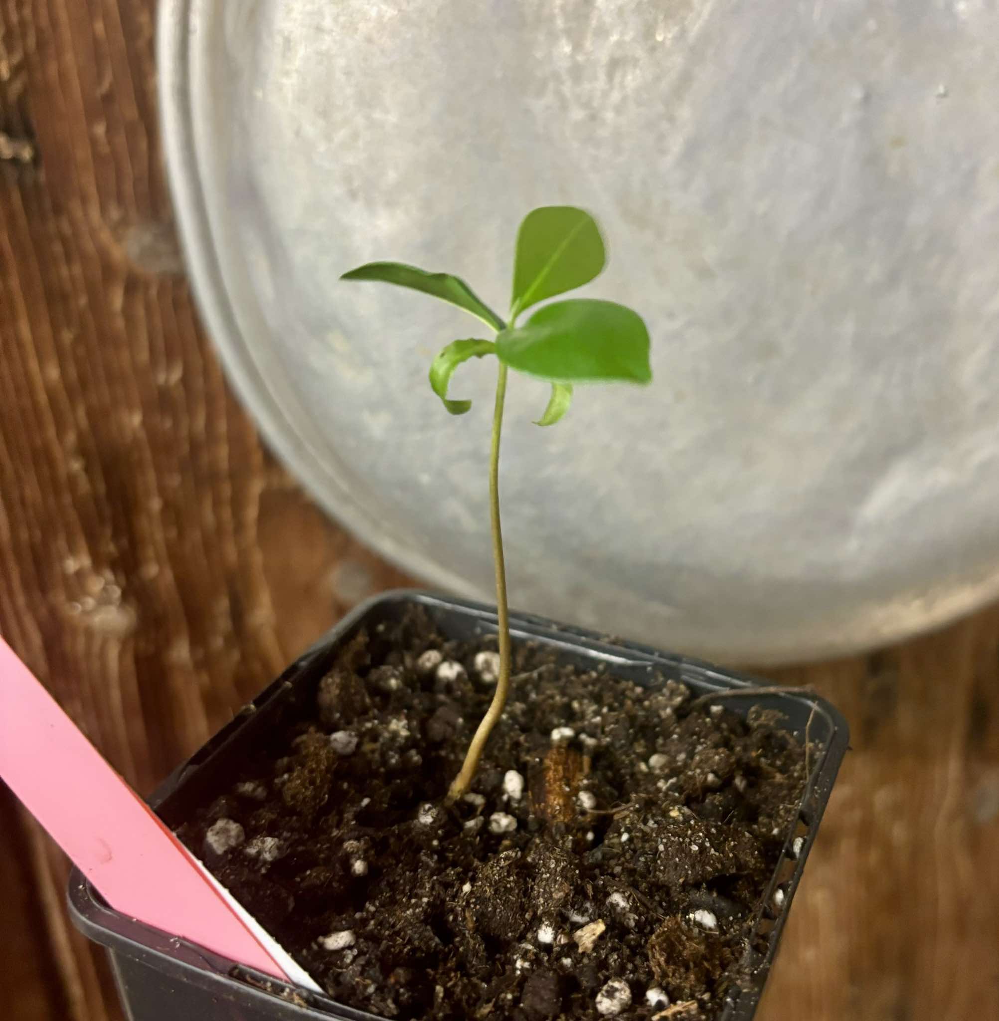 Duguetia lanceolata - Pindaiba - 1 small potted seedling / 1 kleiner, getopfter Sämling