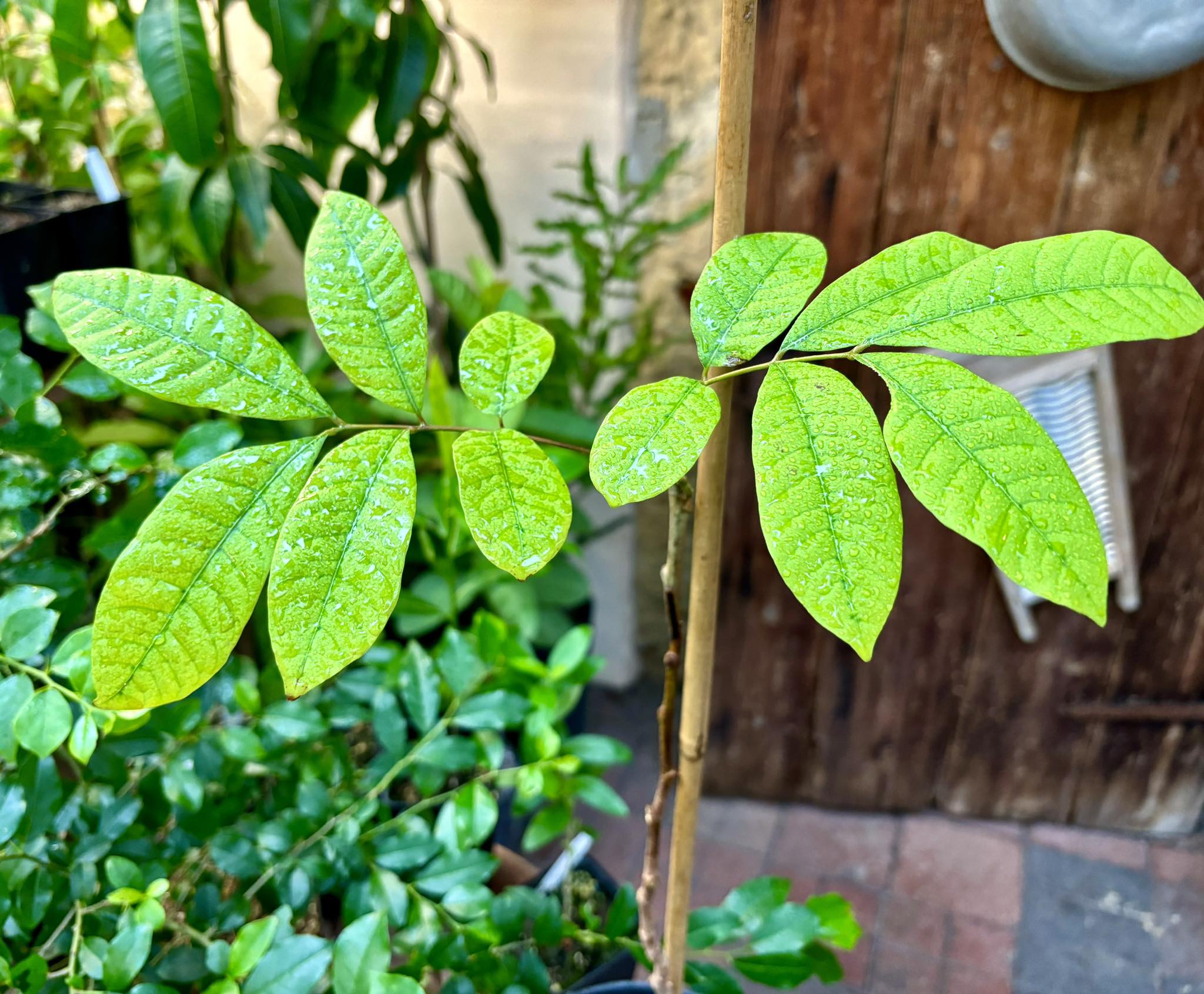 Longan (Dimocarpus longan) - GRAFTED - 1 potted plant / 1 getopfte Pflanze