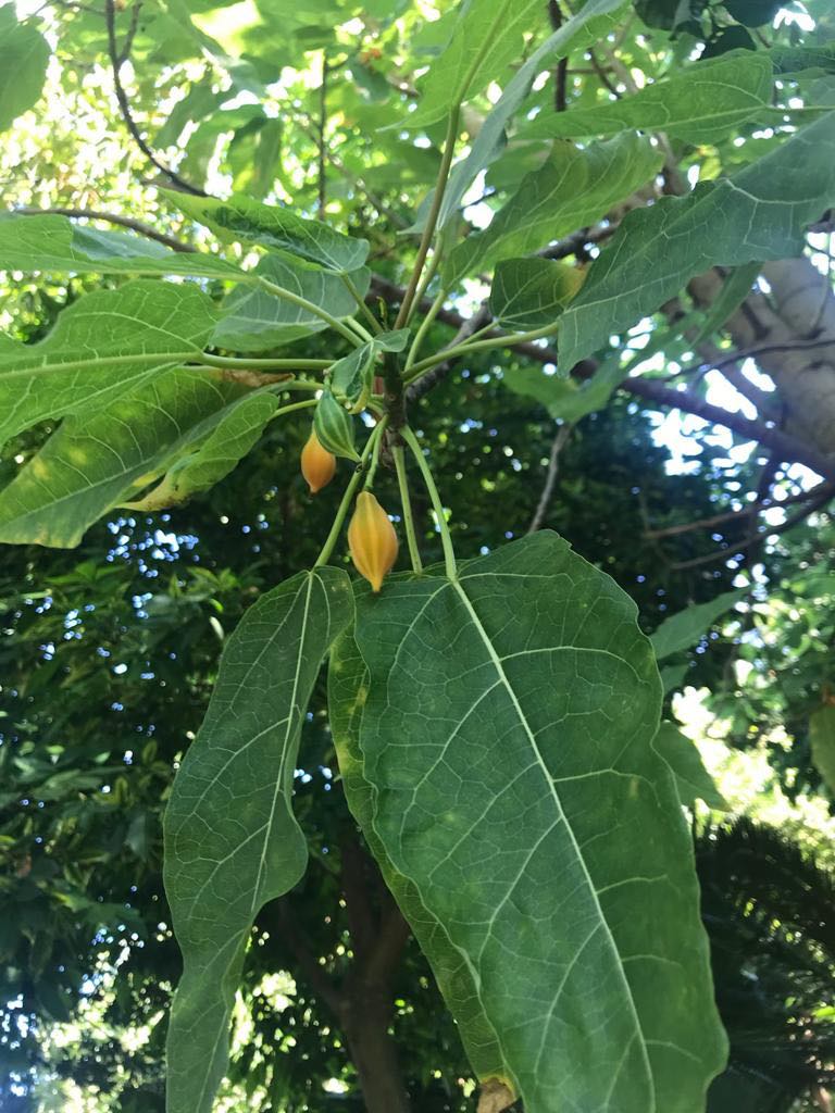 Oakleaf Papaya (Carica querzifolia) -  1 fresh seeds/ 1 frischer Samen 