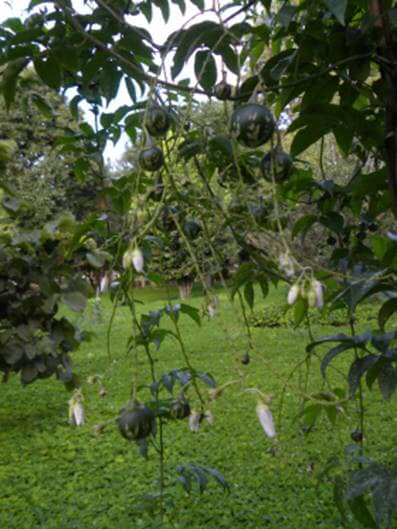 Solanum alternatopinnatum - Juquirioba - 5 fresh seeds / 5 frische Samen