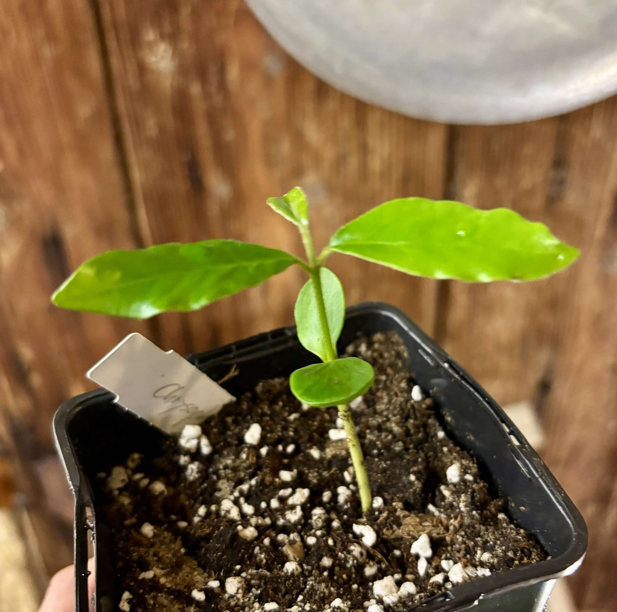 Chrysophyllum januariense  -  1 small potted seedling / 1 kleiner, getopfter Sämling