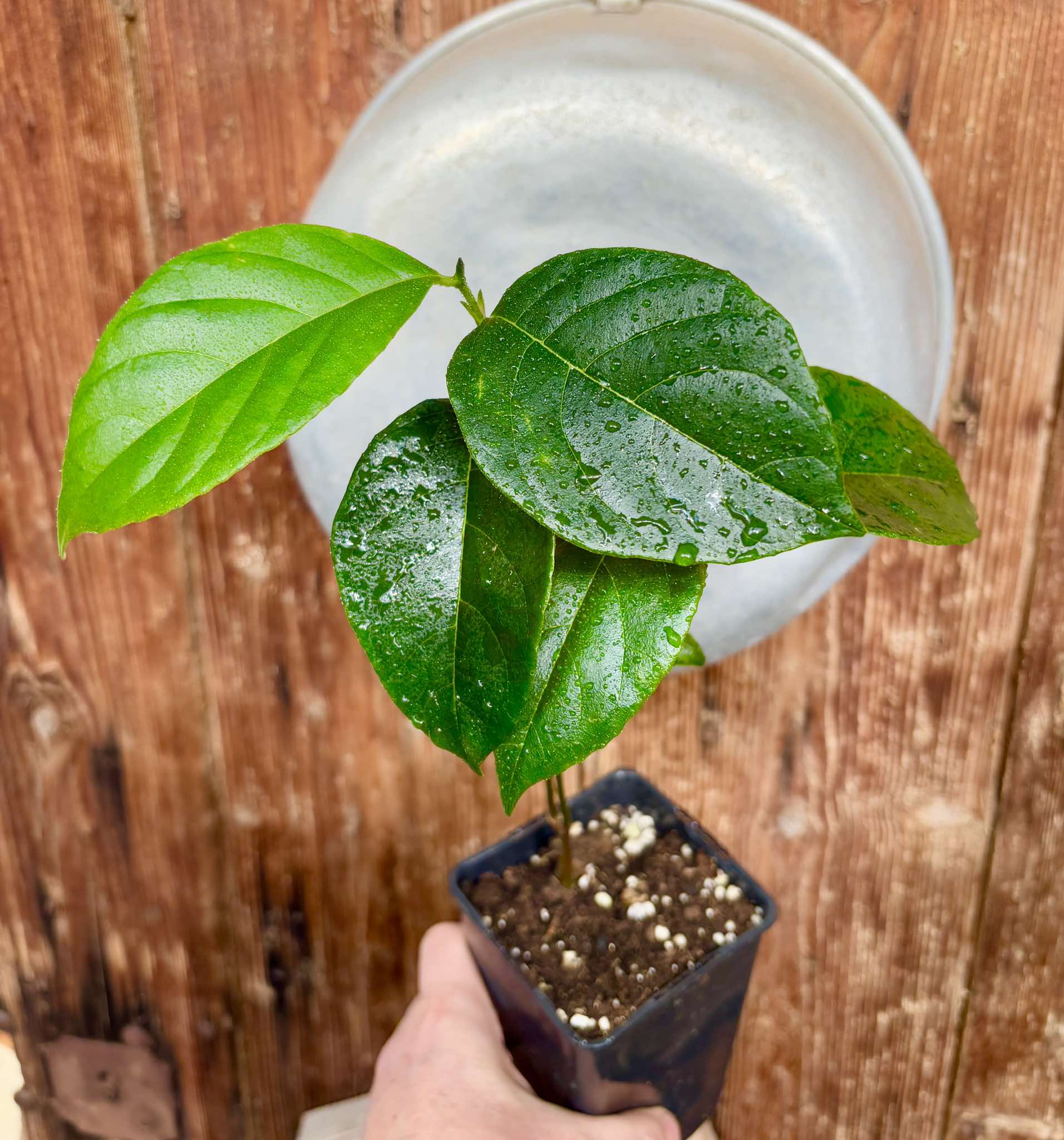 Jackfruit (Artocarpus heterophyllus) 1 potted plant / 1 getopfte Pflanze