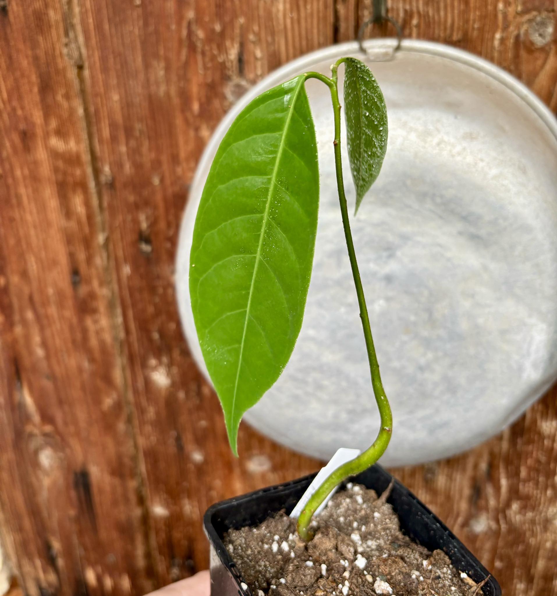 Wild Nutmeg (Myristica iners) - 1 potted plant / 1 getopfte Pflanze 